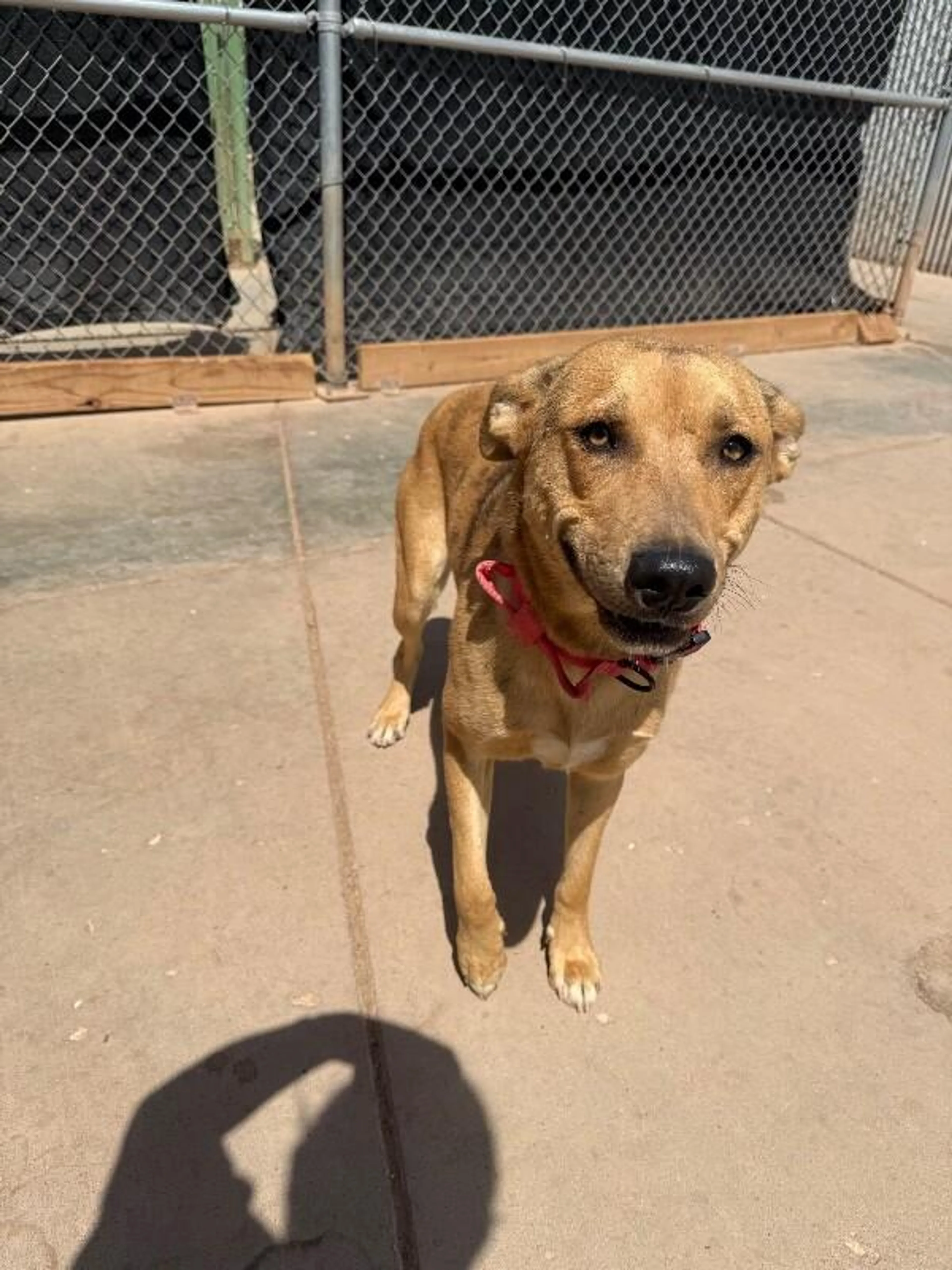 Found pet-4