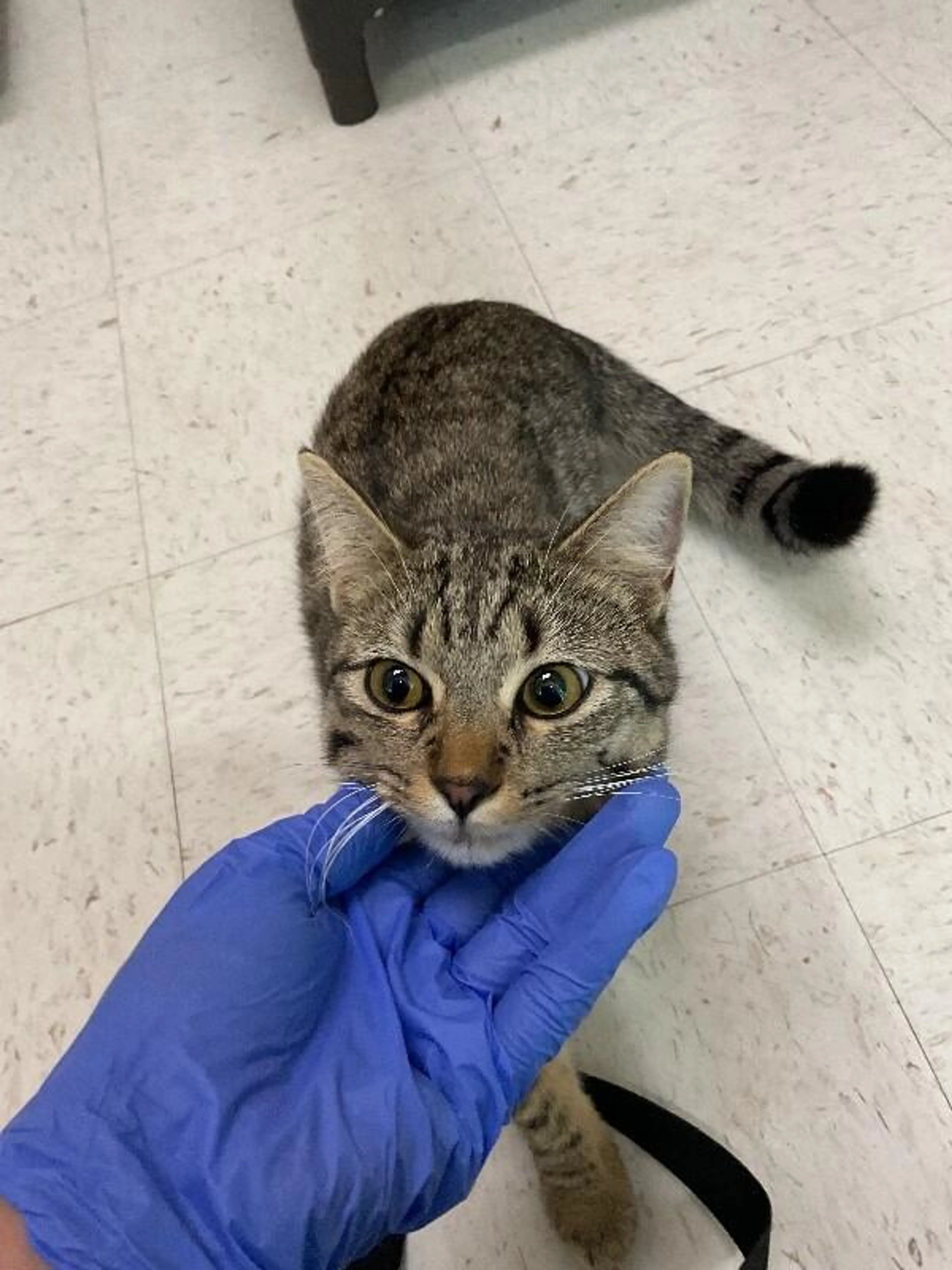 Found pet-0