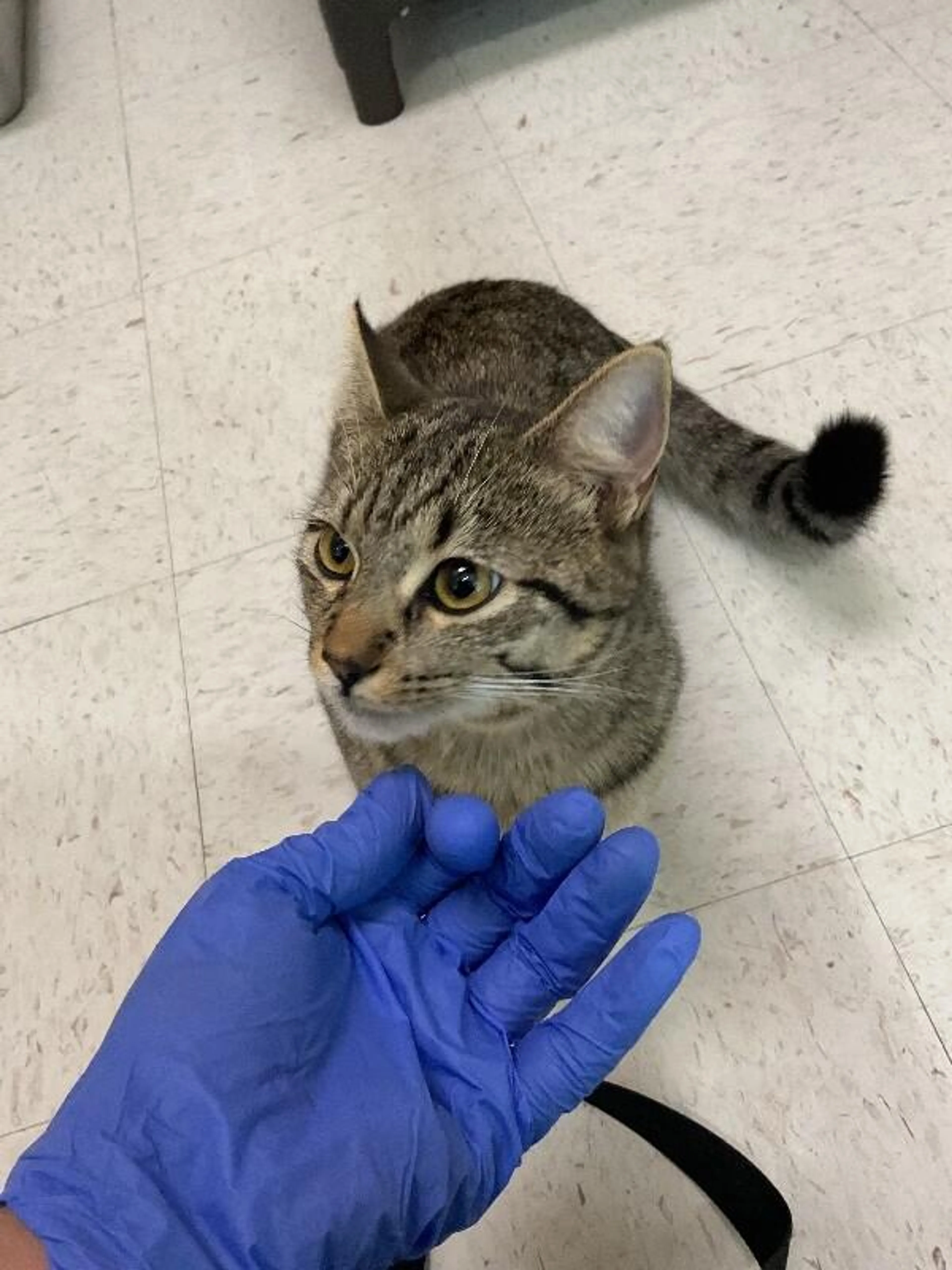 Found pet-2