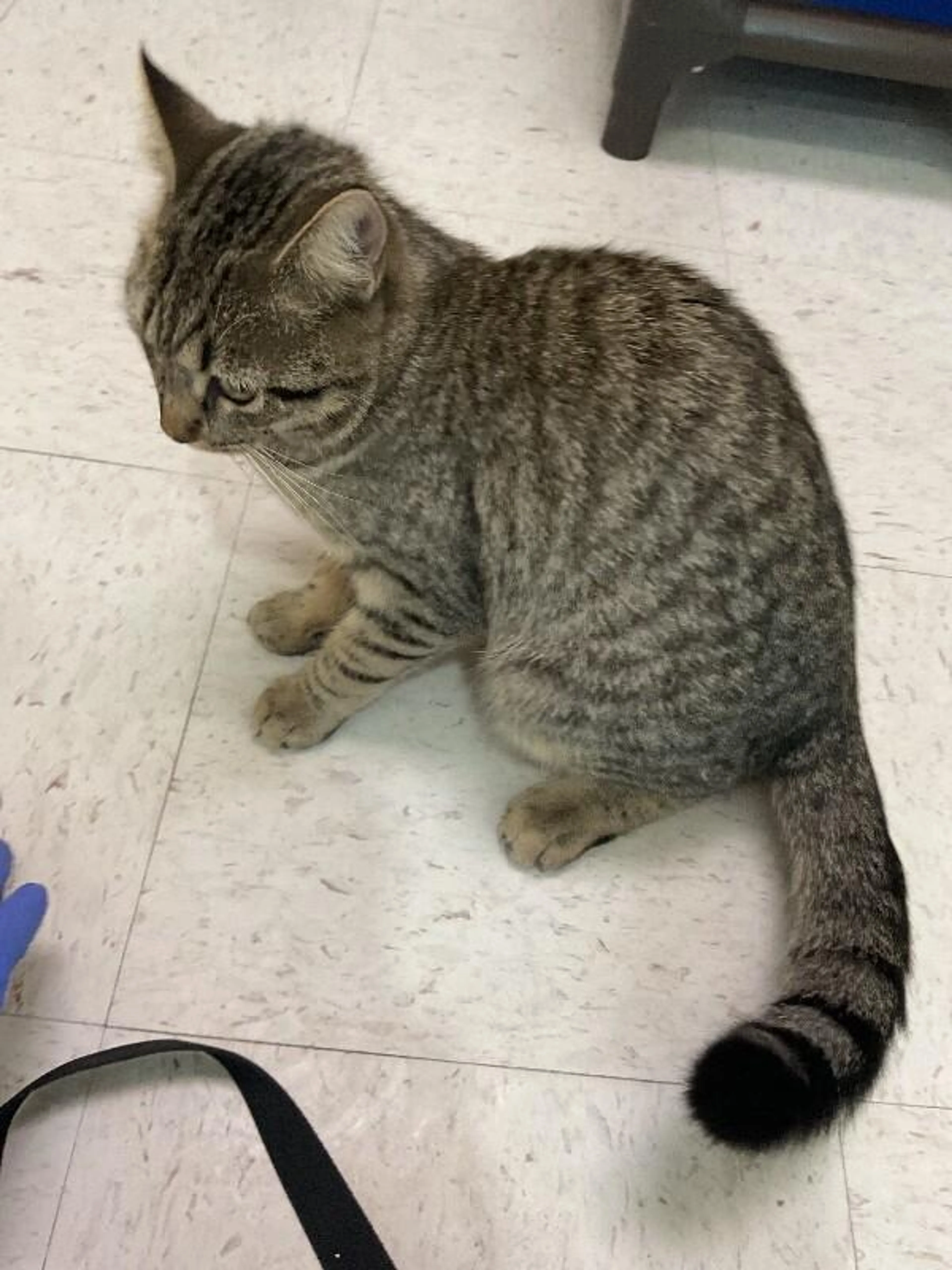 Found pet-1