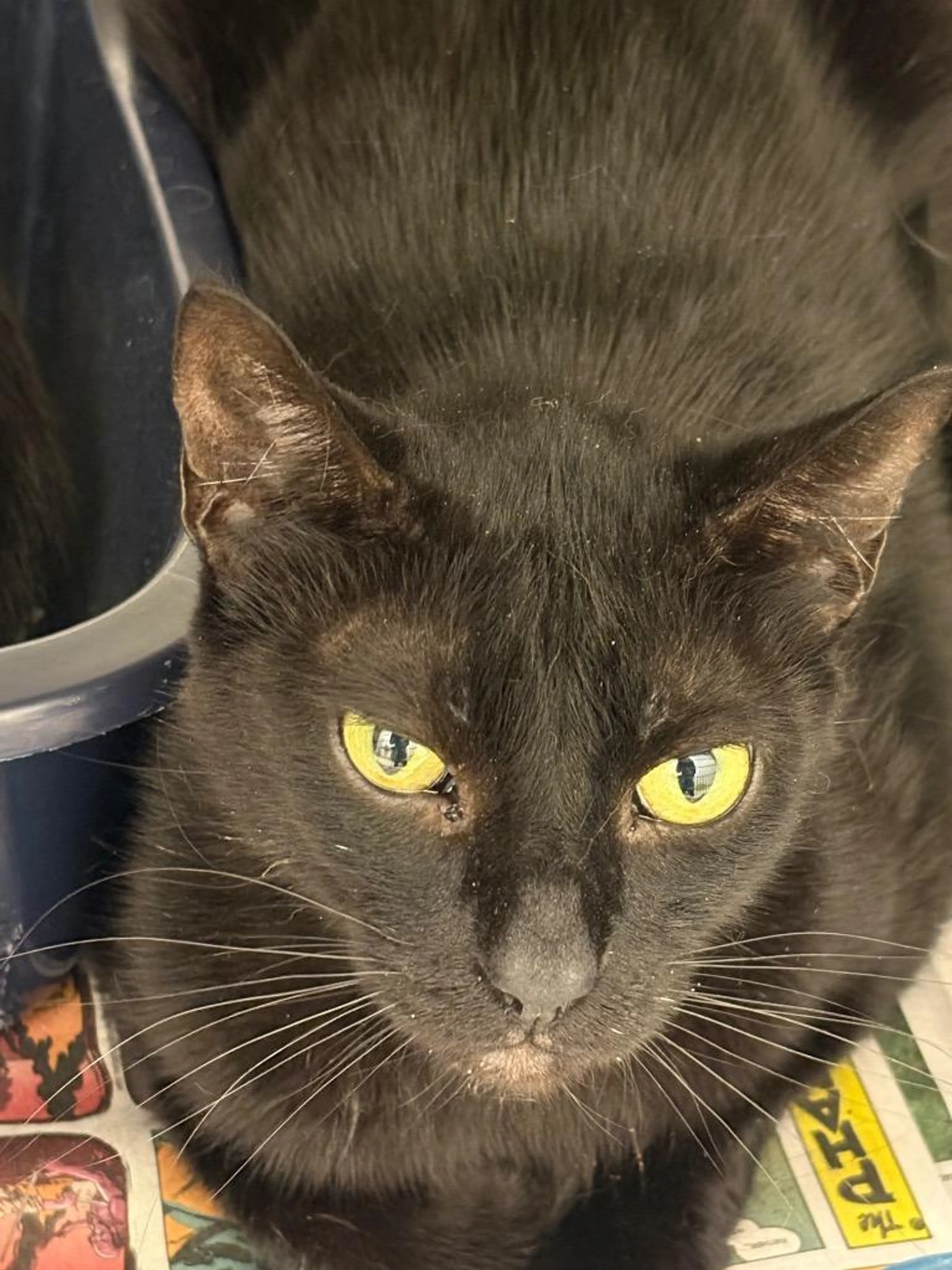 Found pet