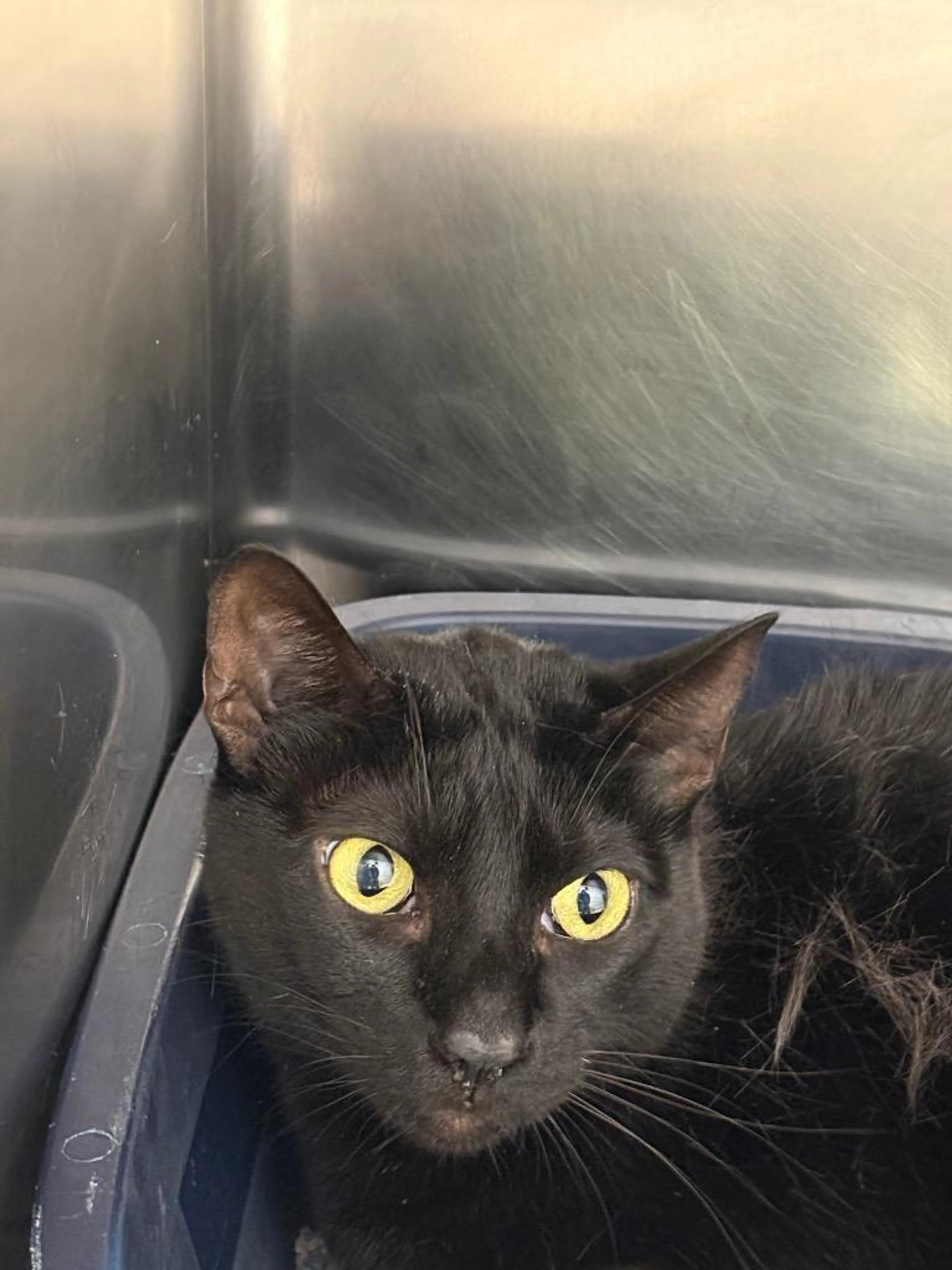 Found pet