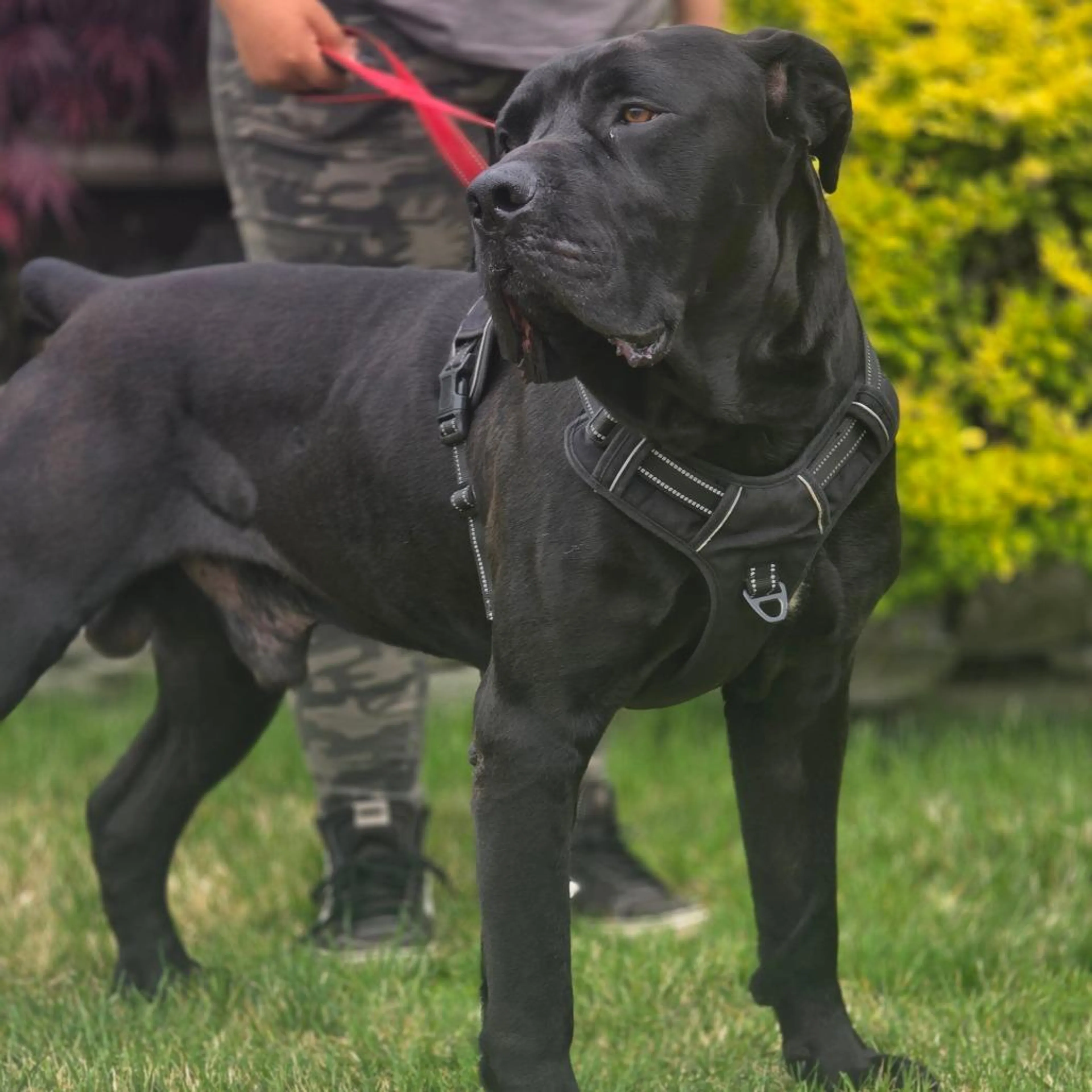 Found pet-1