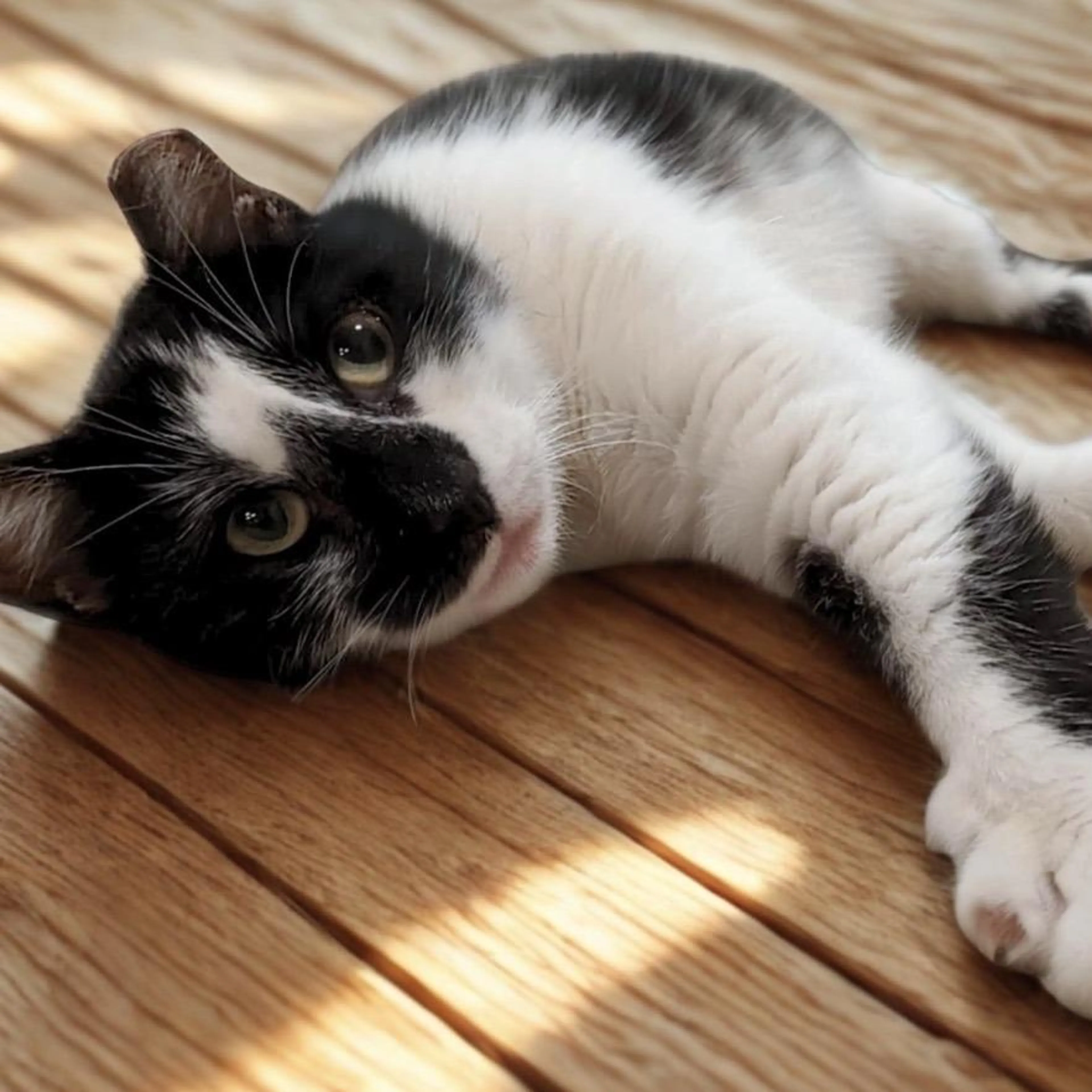 Found pet-0