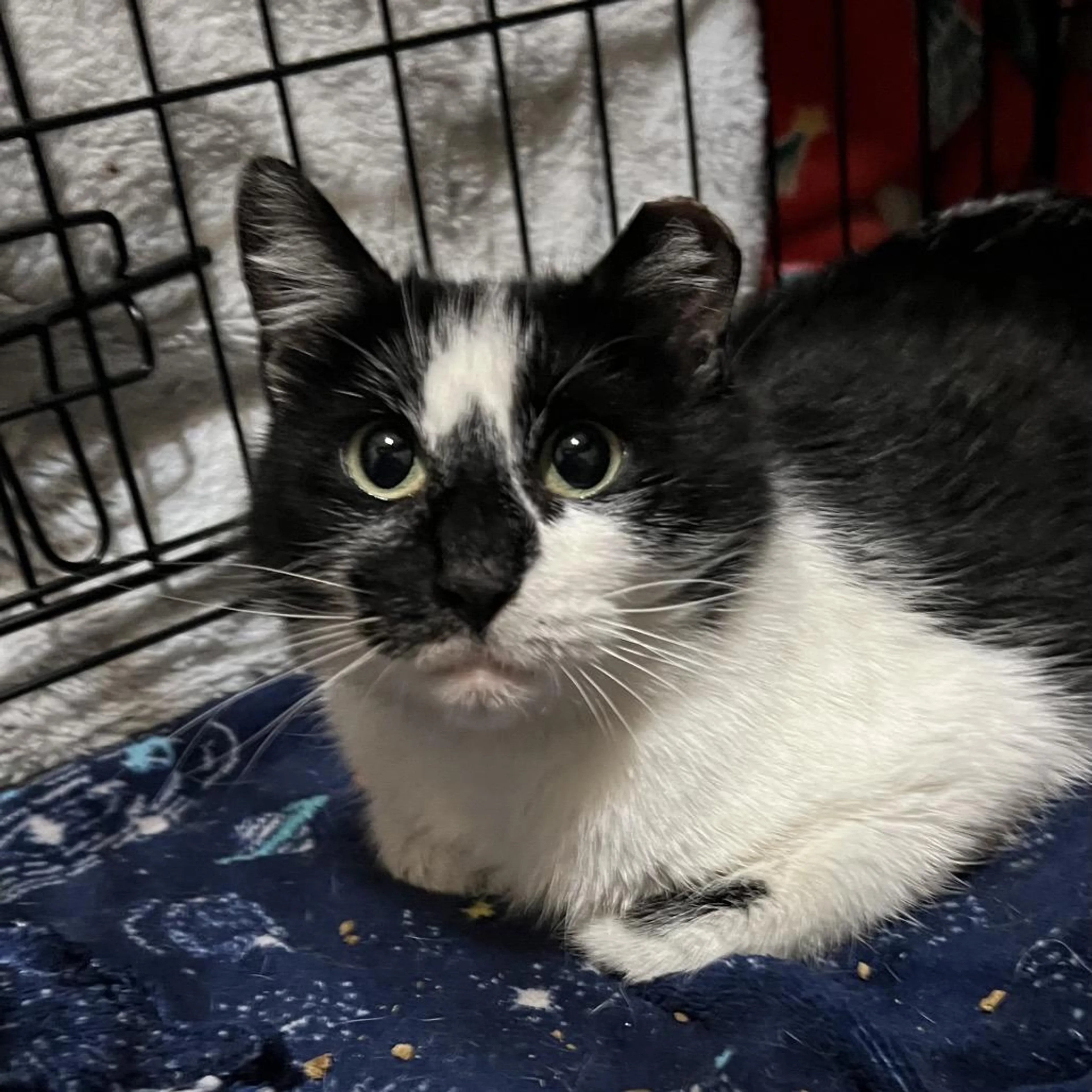 Found pet-1