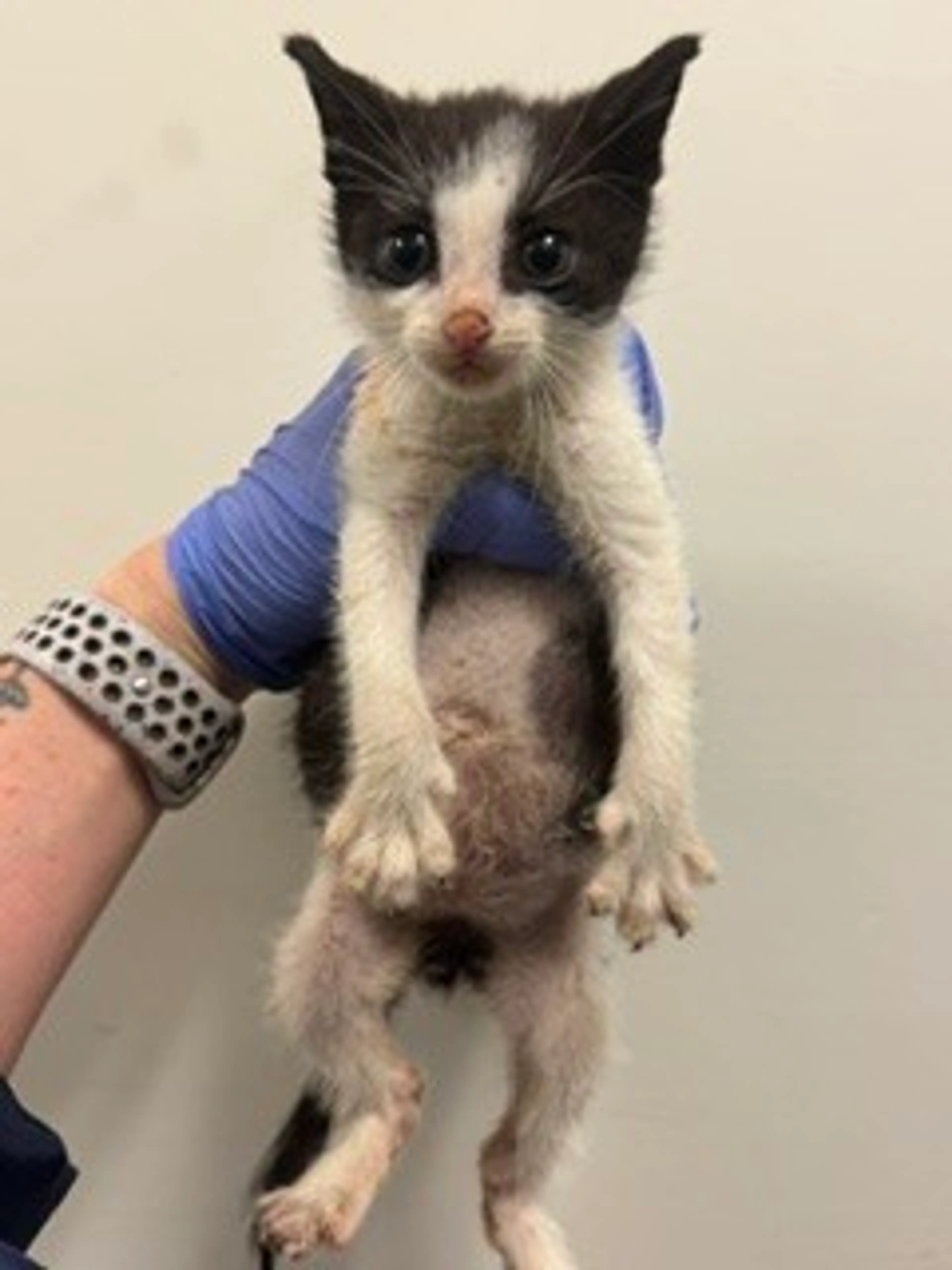 Found pet