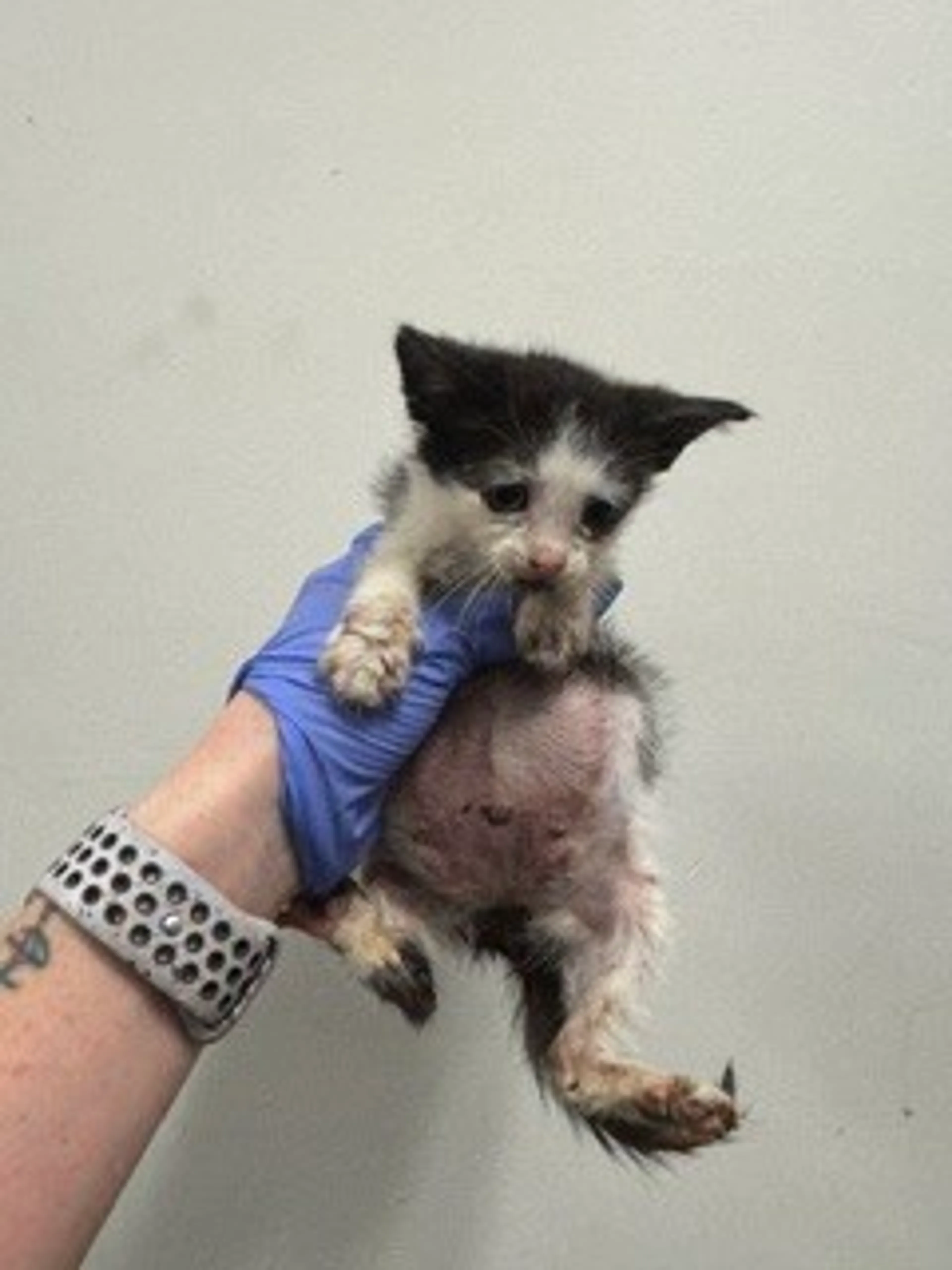 Found pet