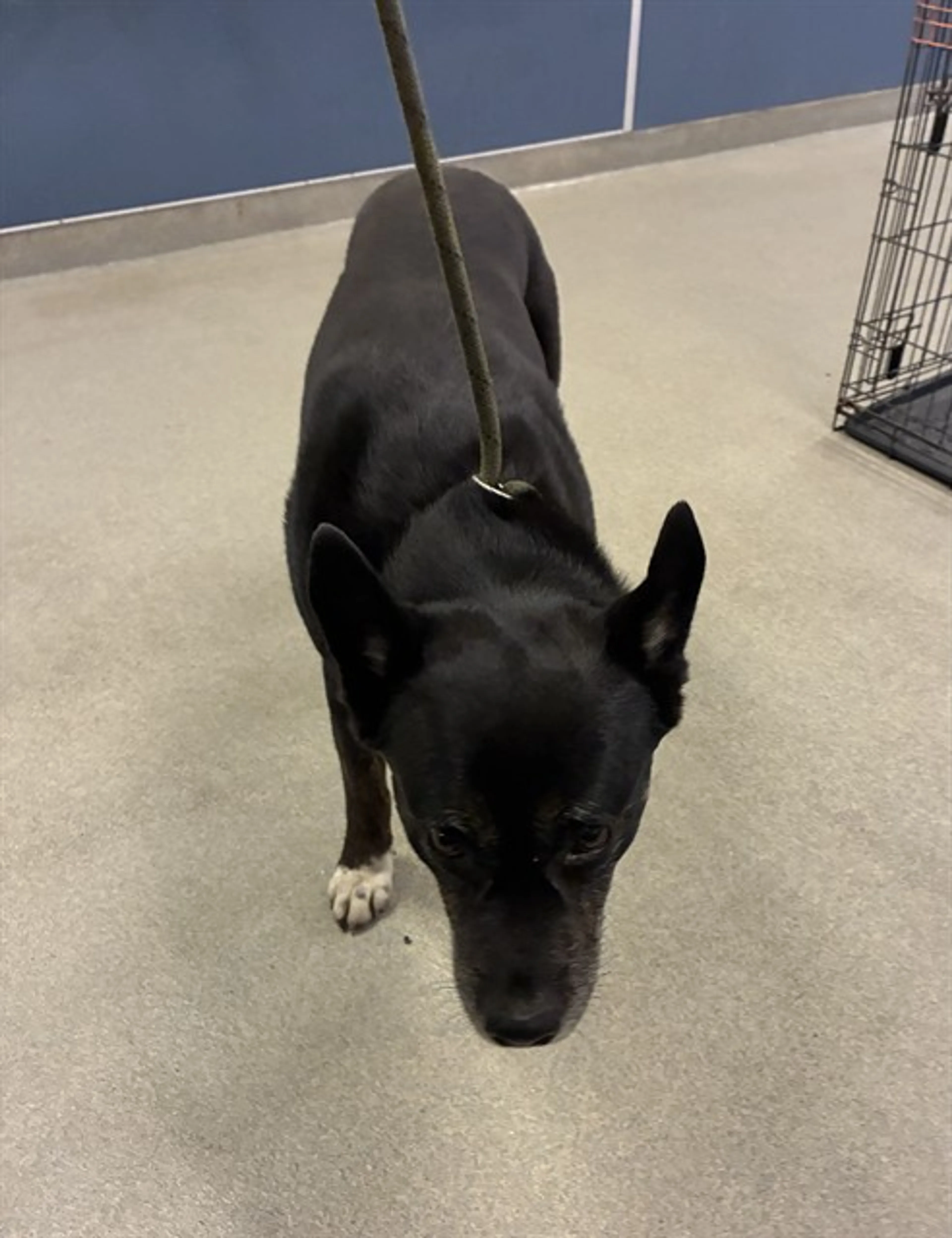Found pet