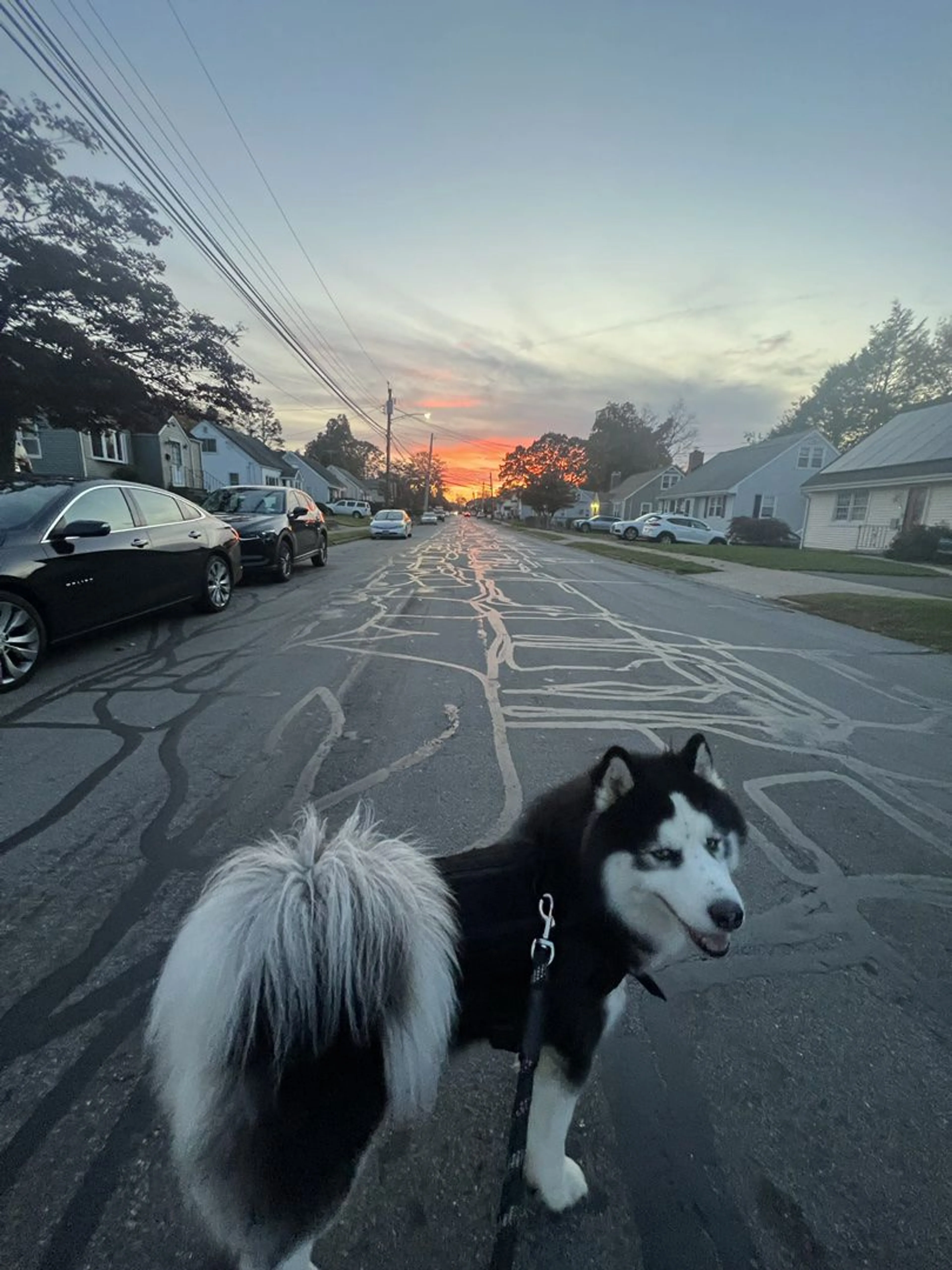 Lost pet-2
