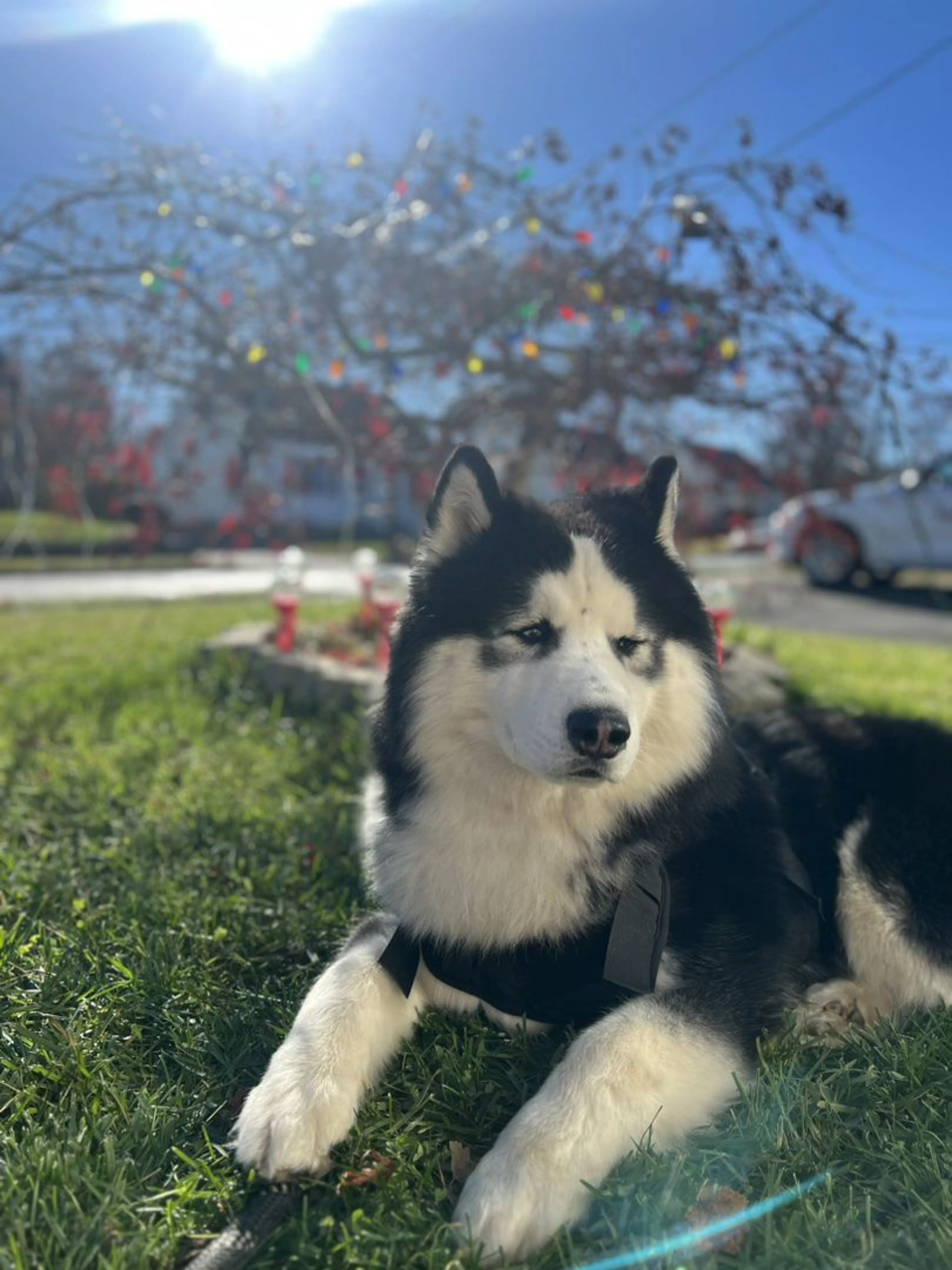Lost pet-1