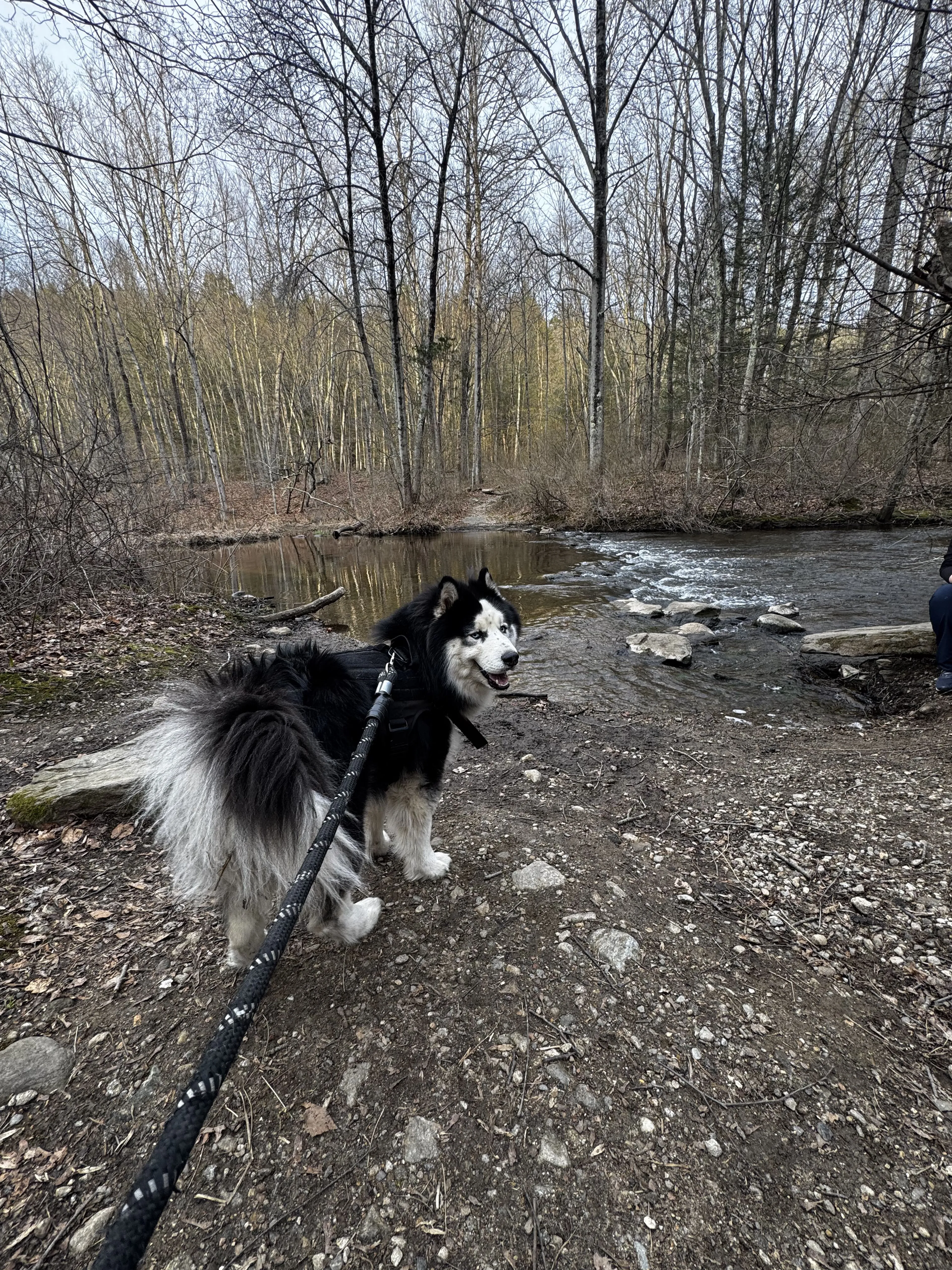 Lost pet-3
