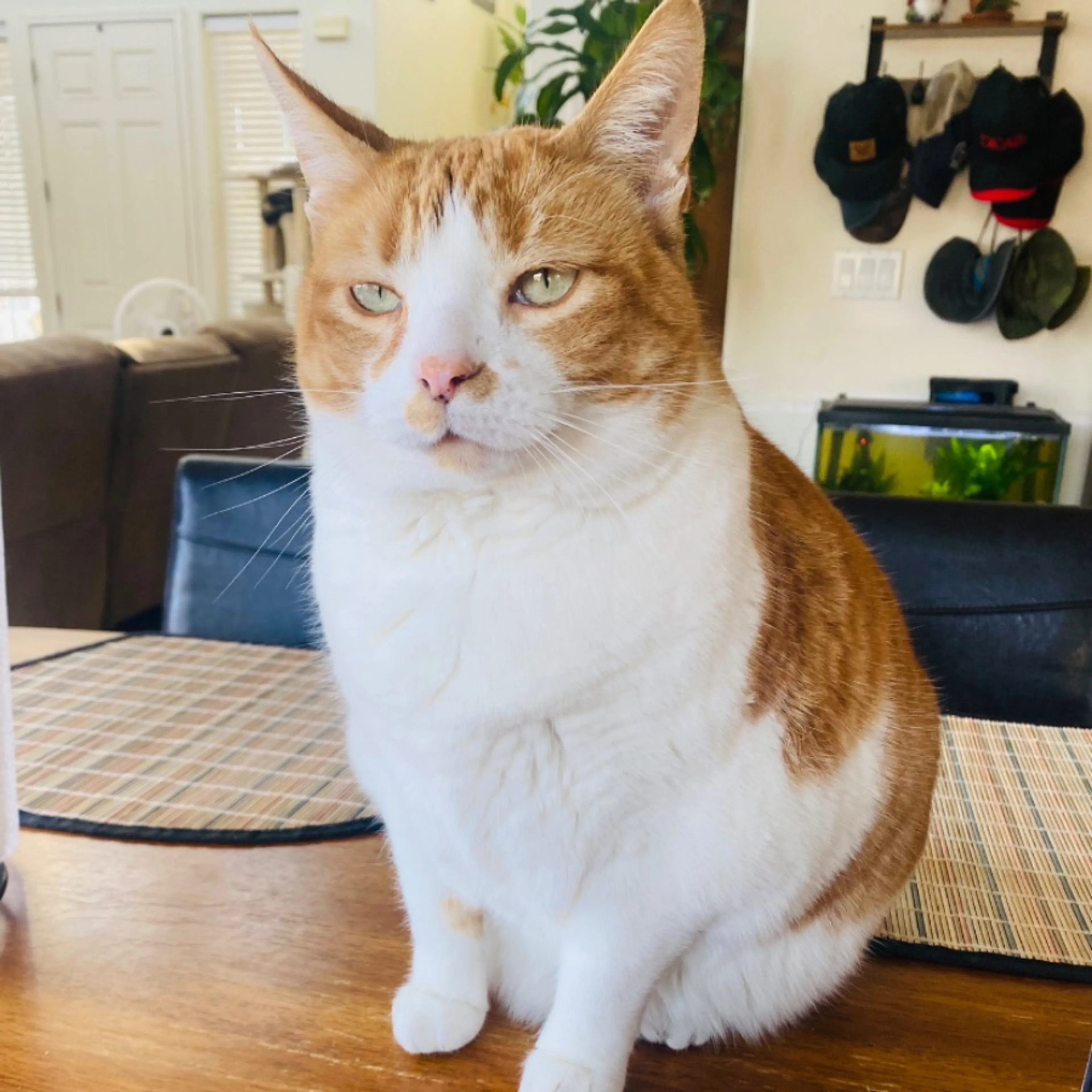 Lost pet