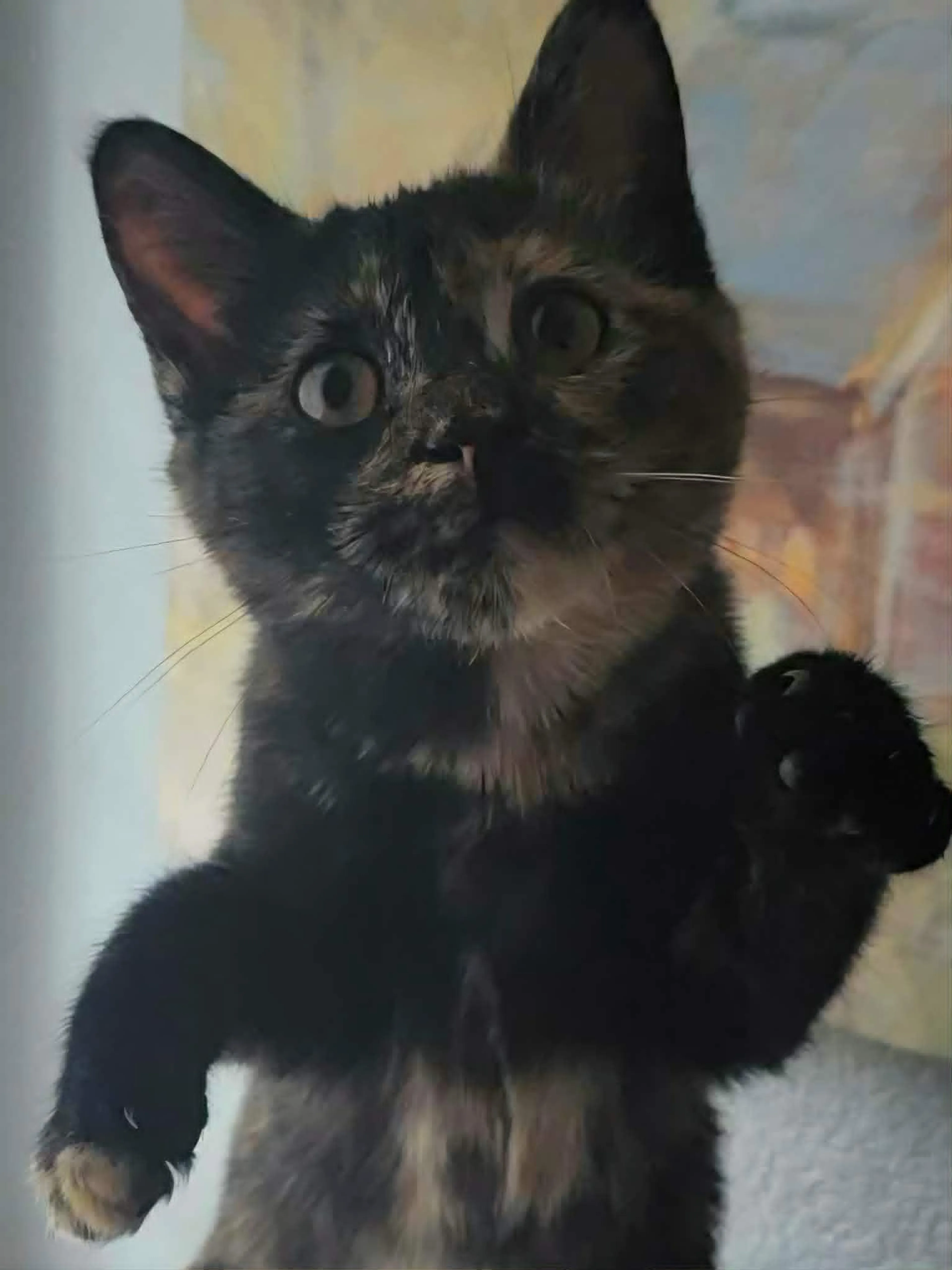 Found pet-3