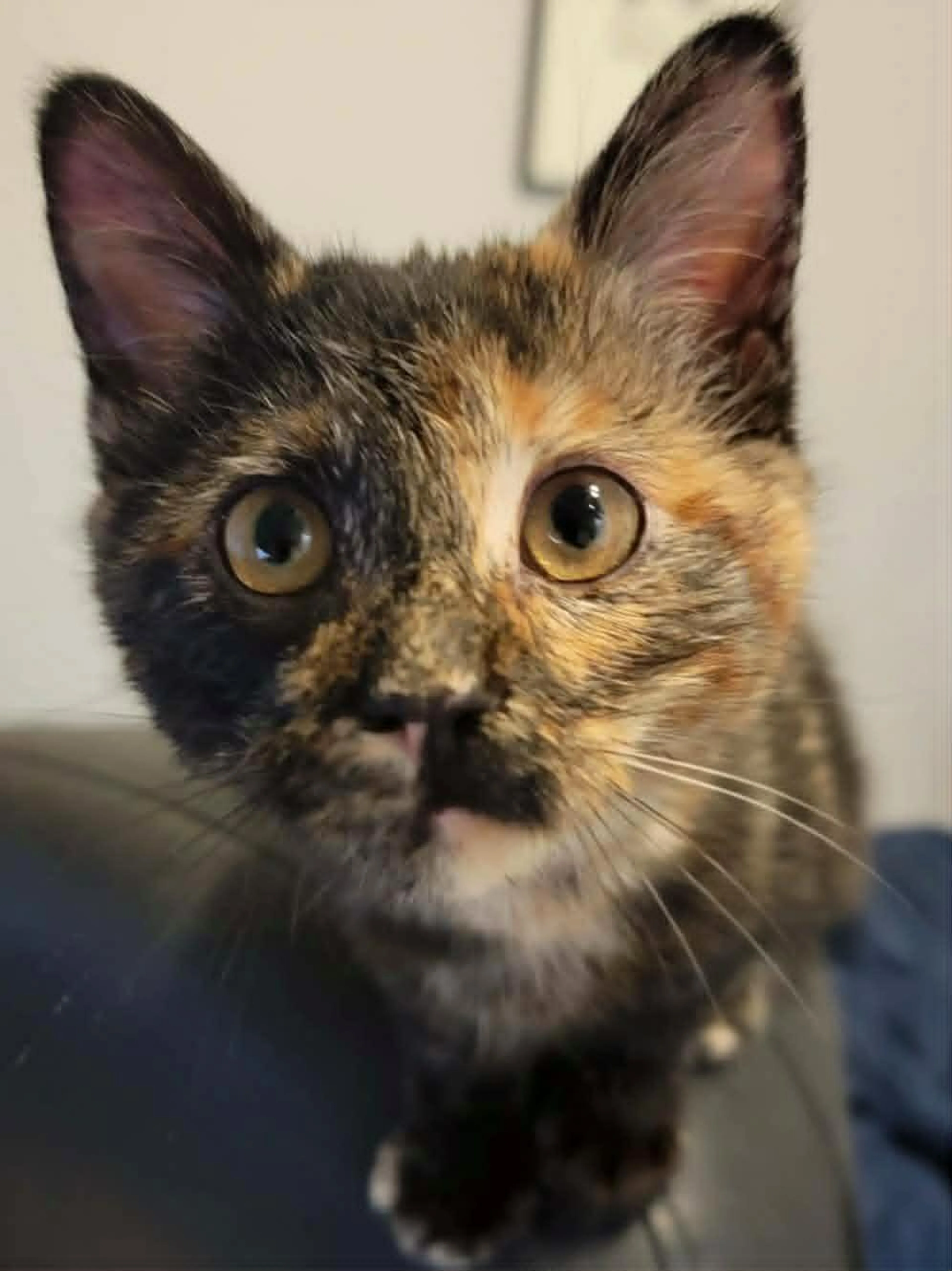 Found pet-2