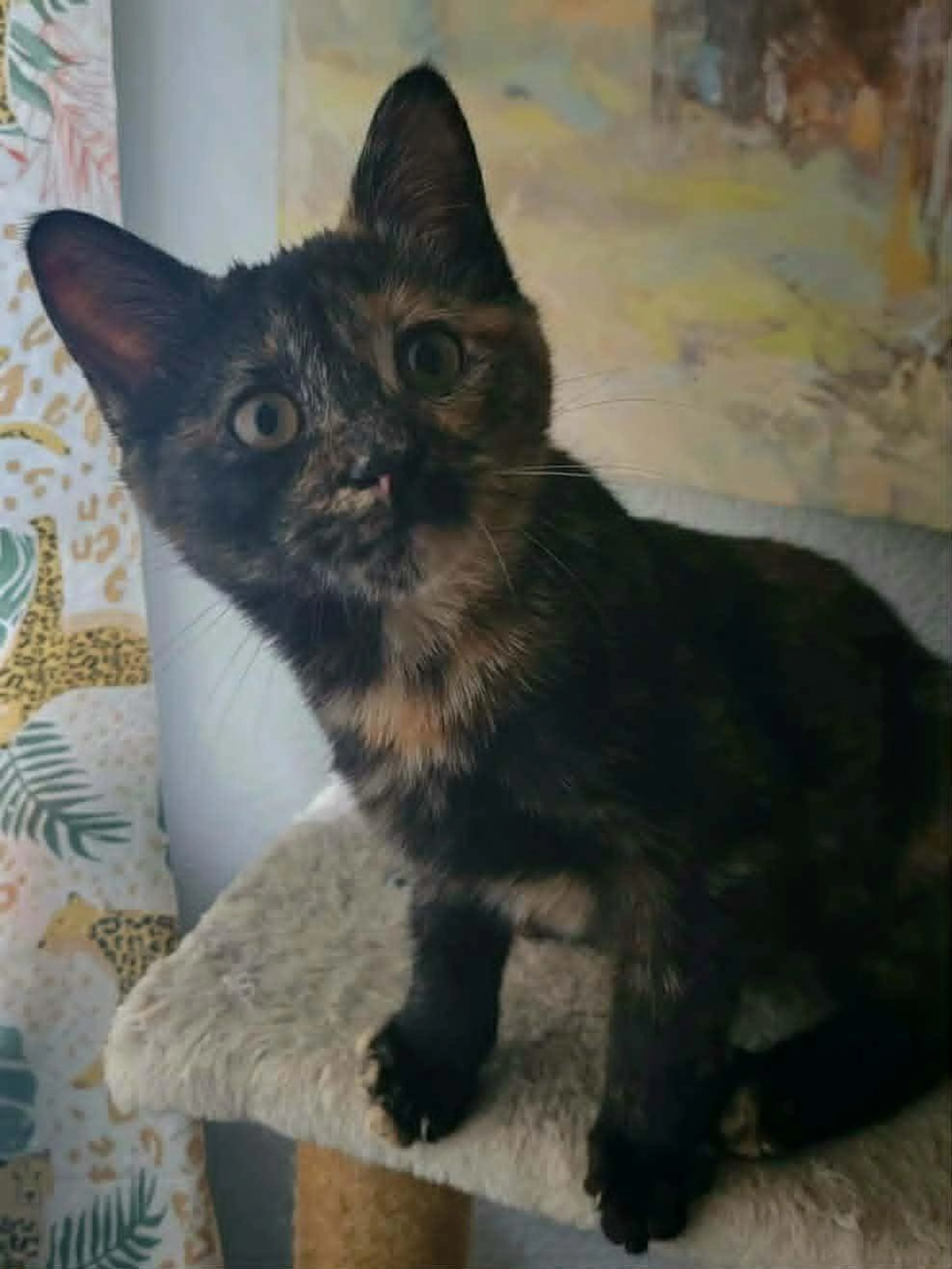 Found pet-1