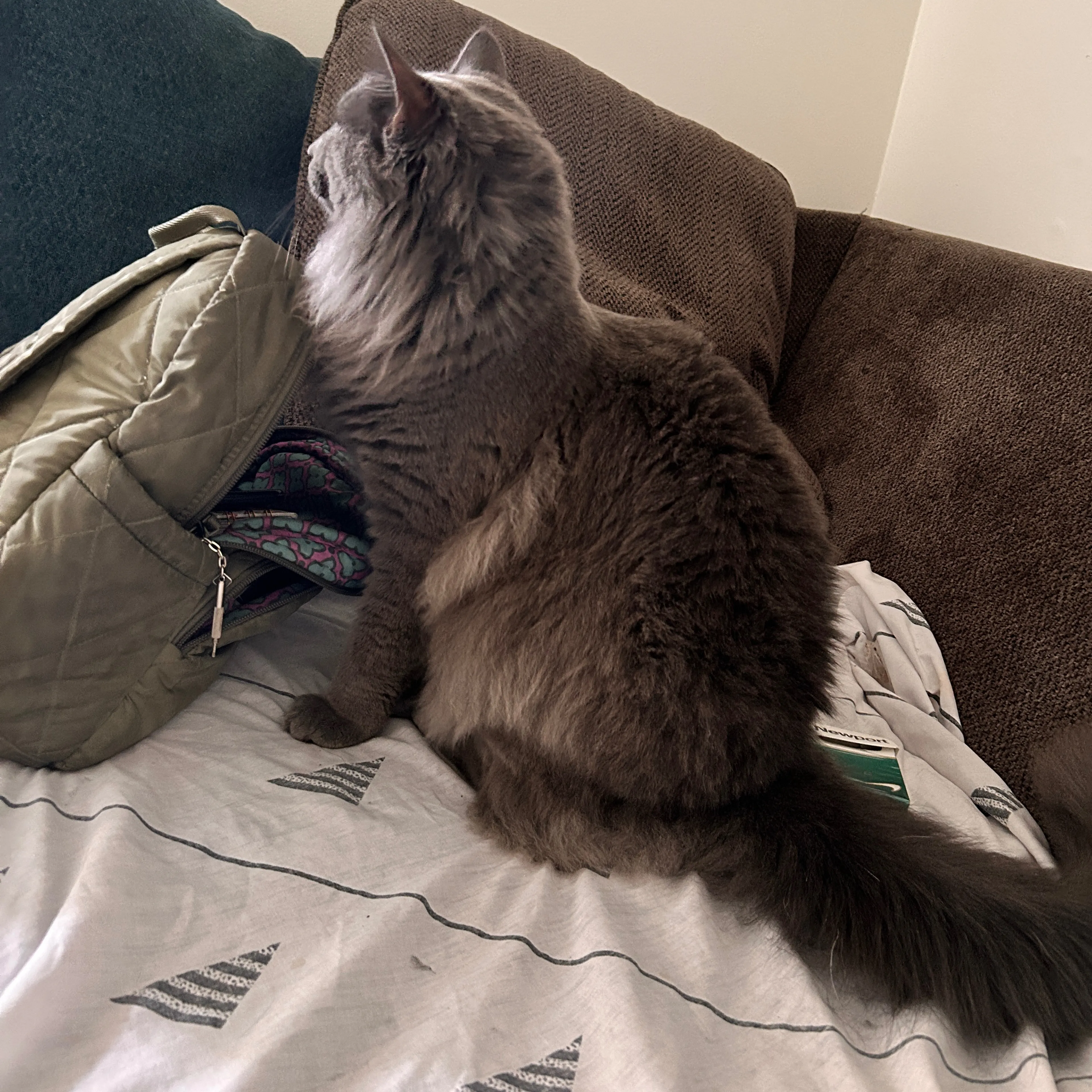 Lost pet-1