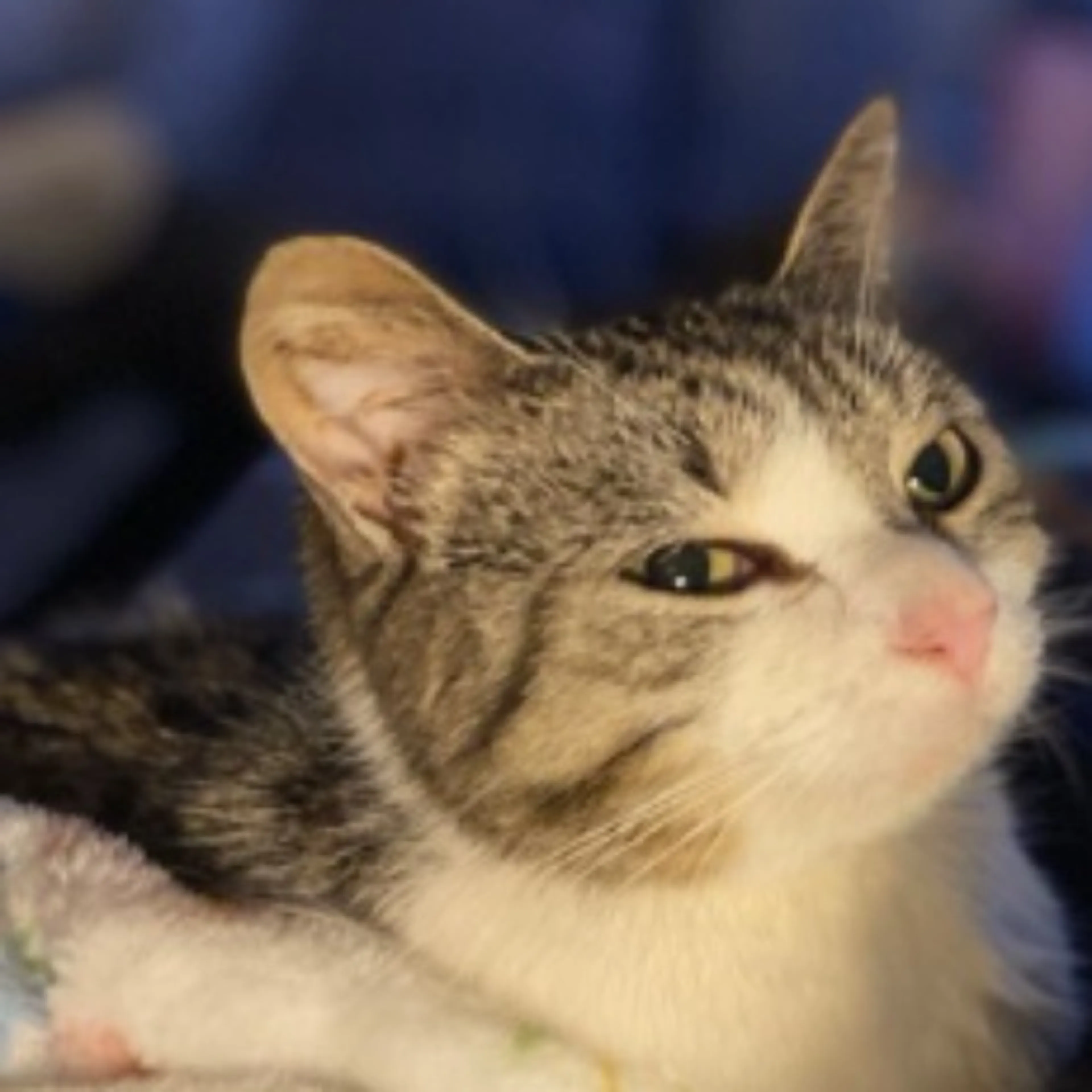 Lost pet