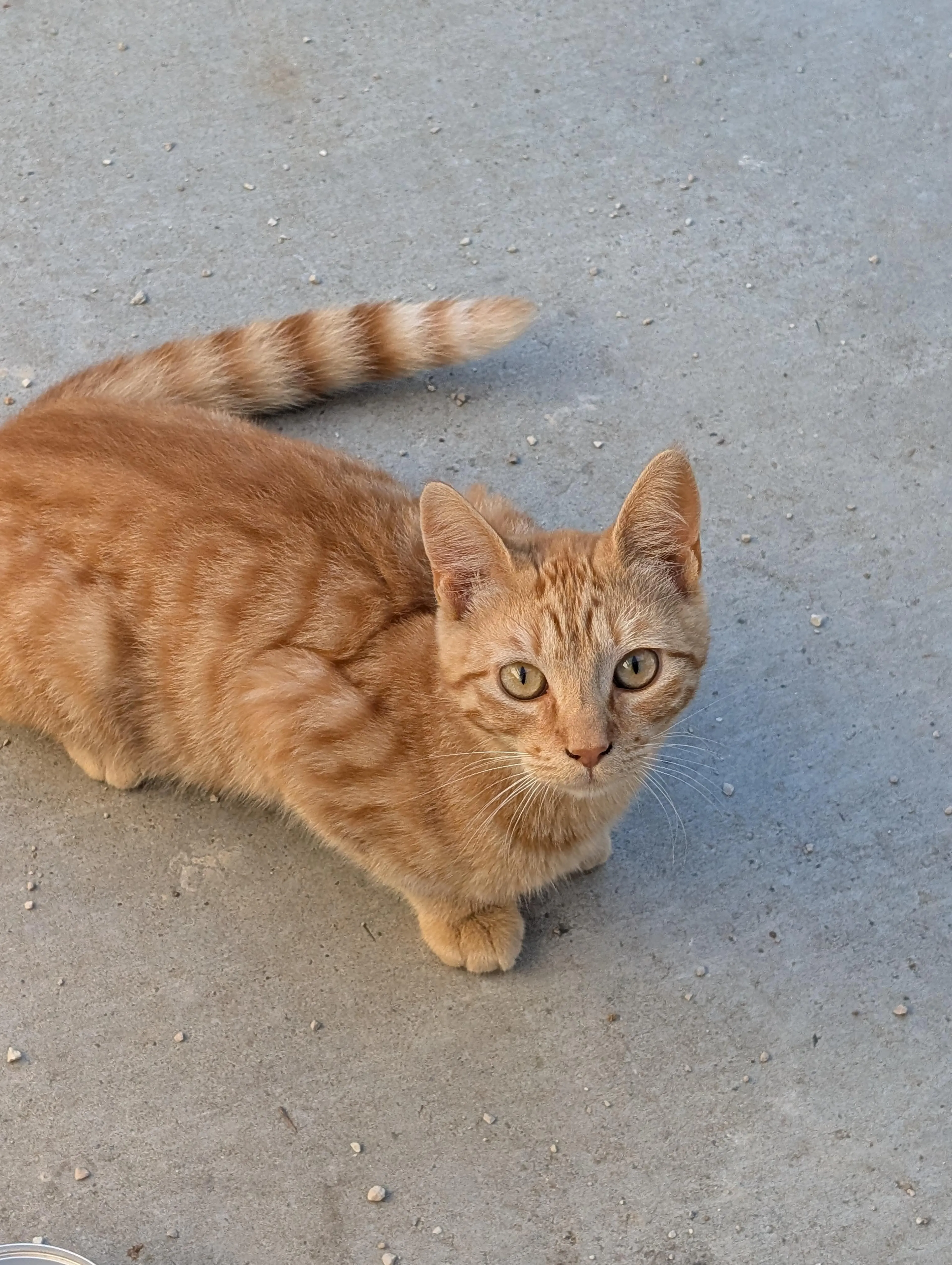 Found pet-2