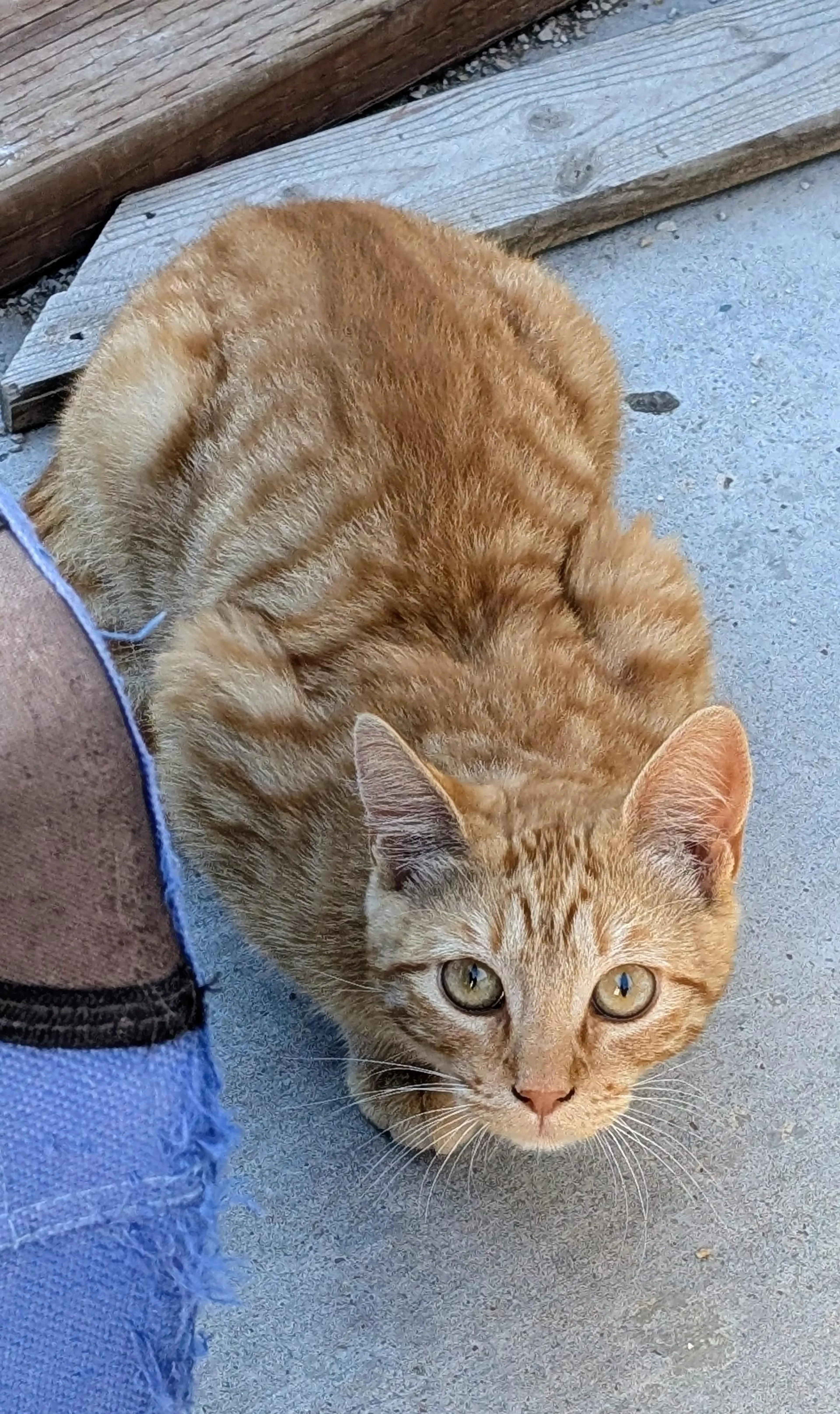 Found pet-3