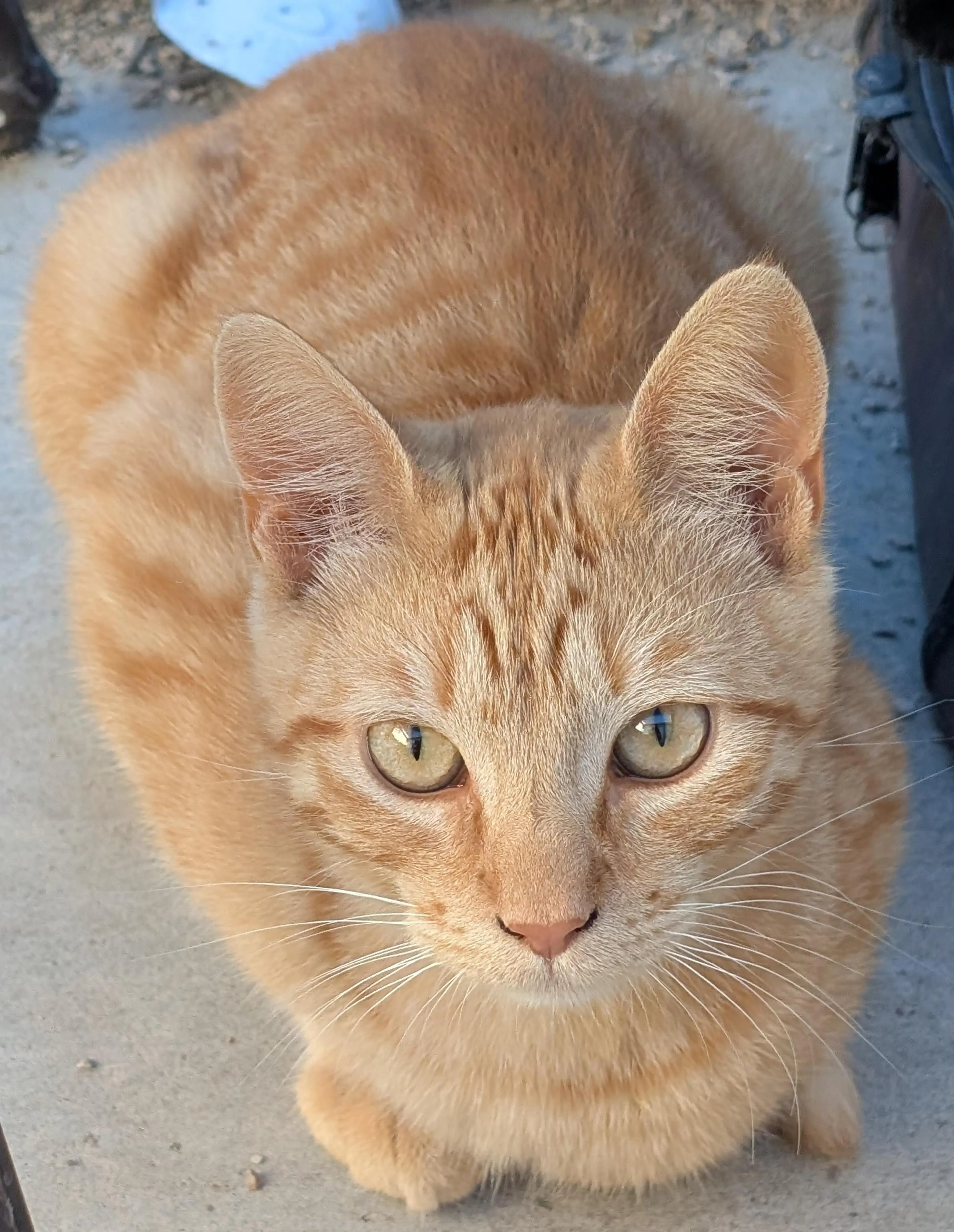 Found pet-1