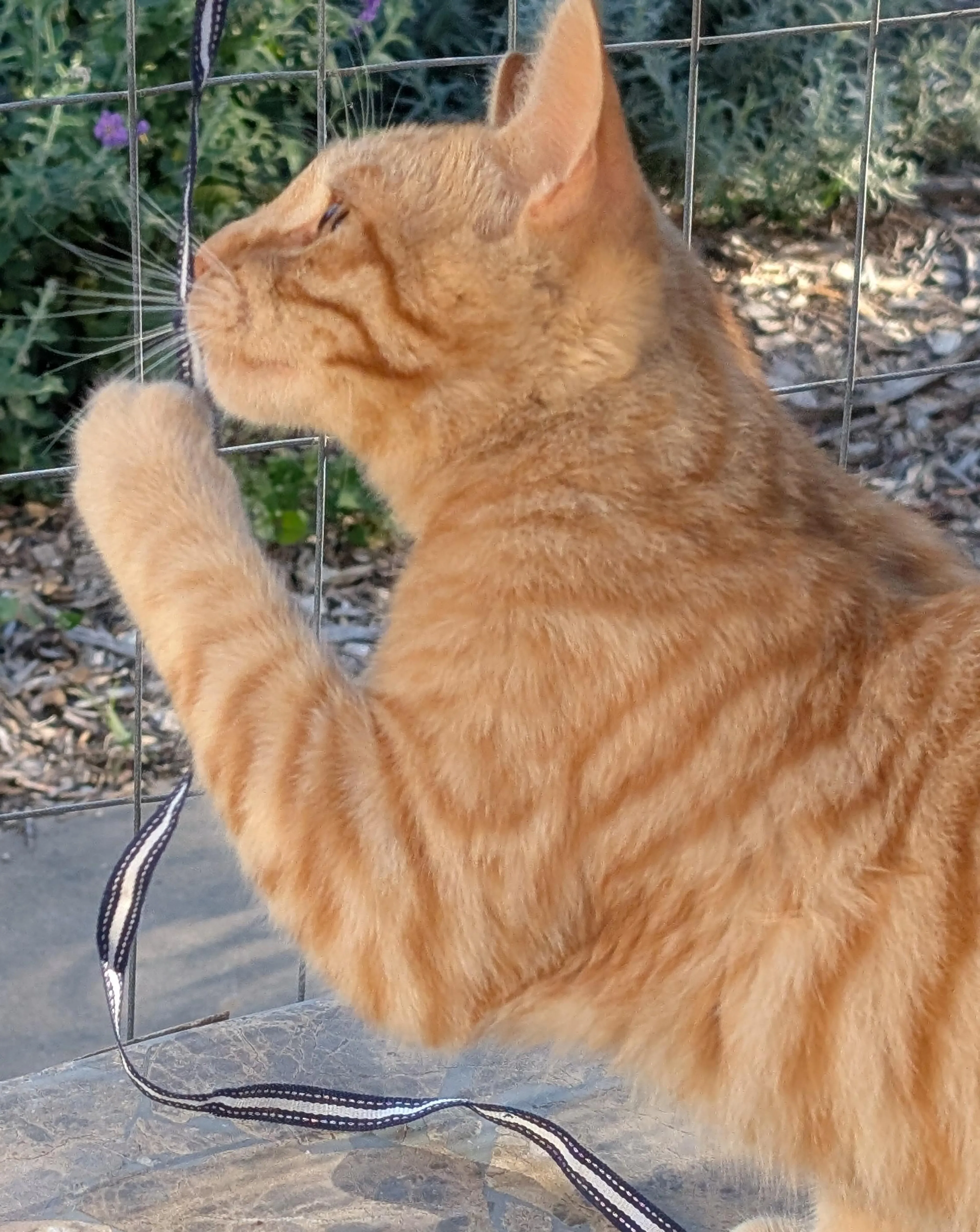 Found pet-0