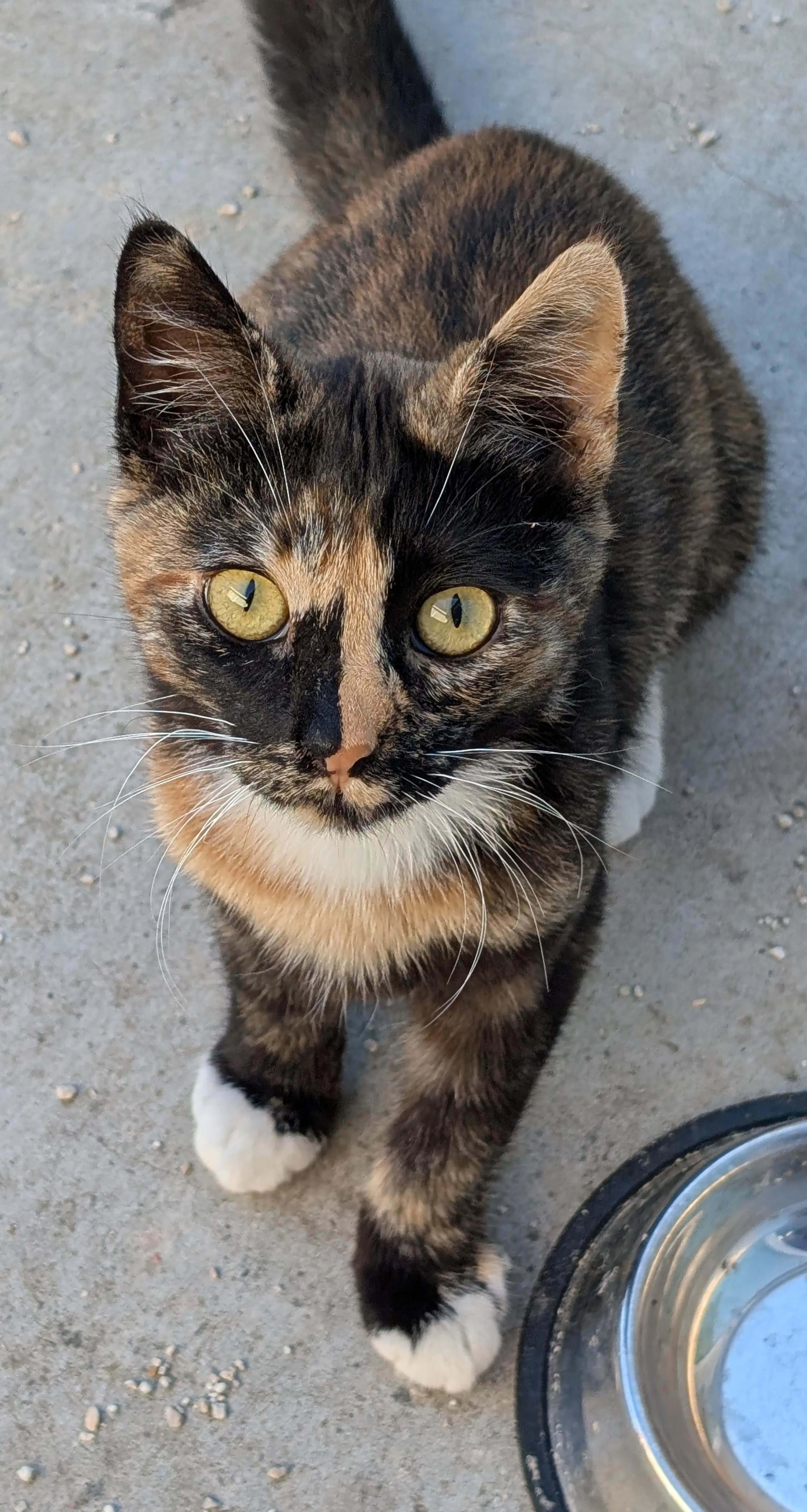 Found pet-0