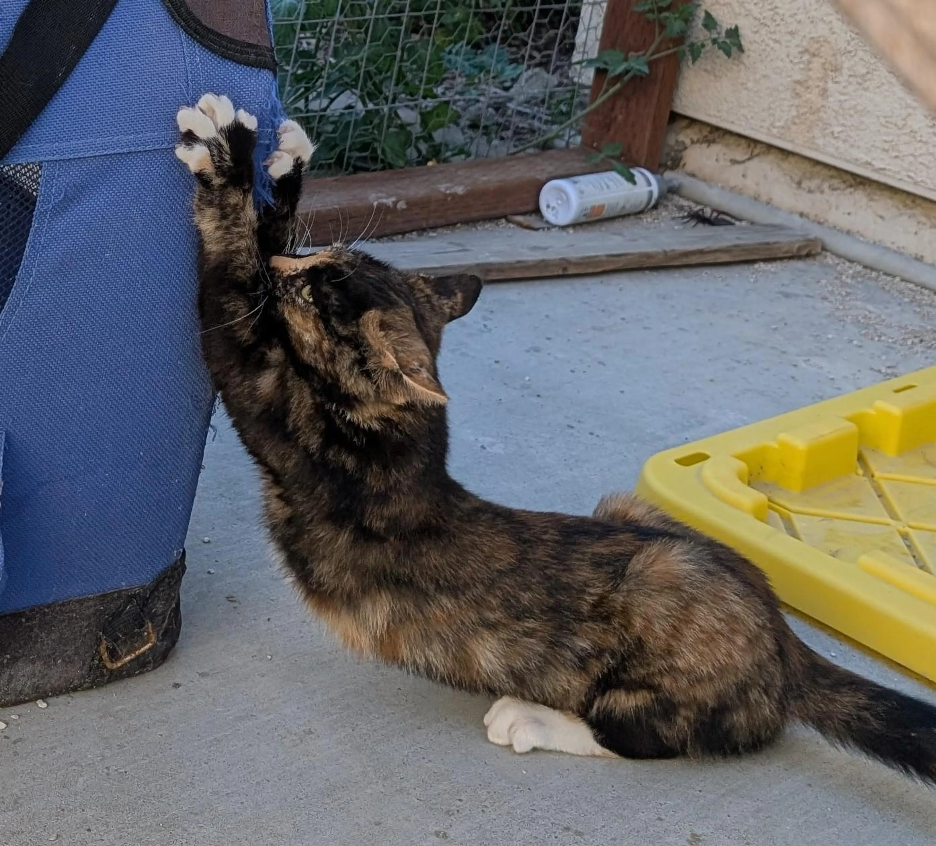 Found pet-3