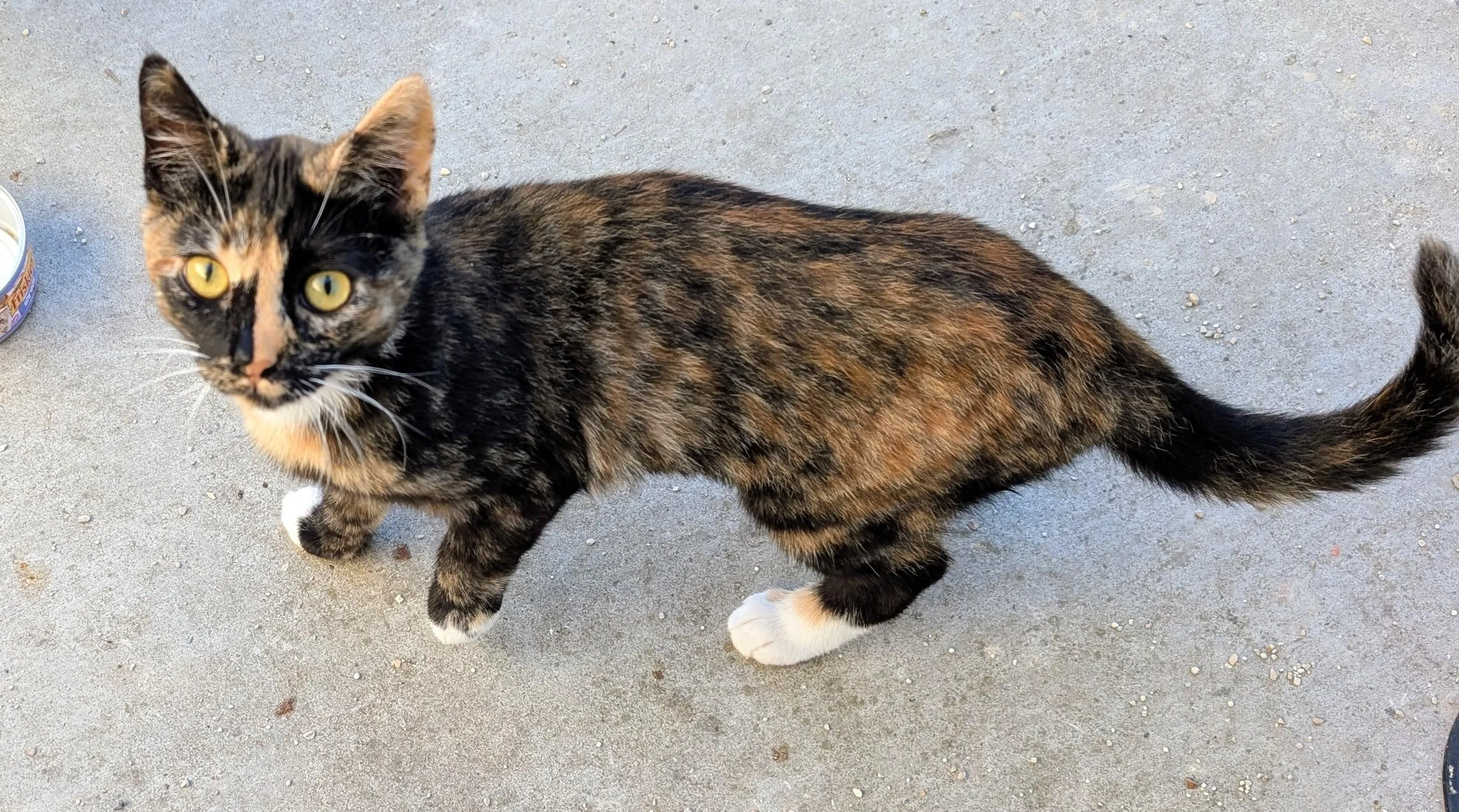 Found pet-1
