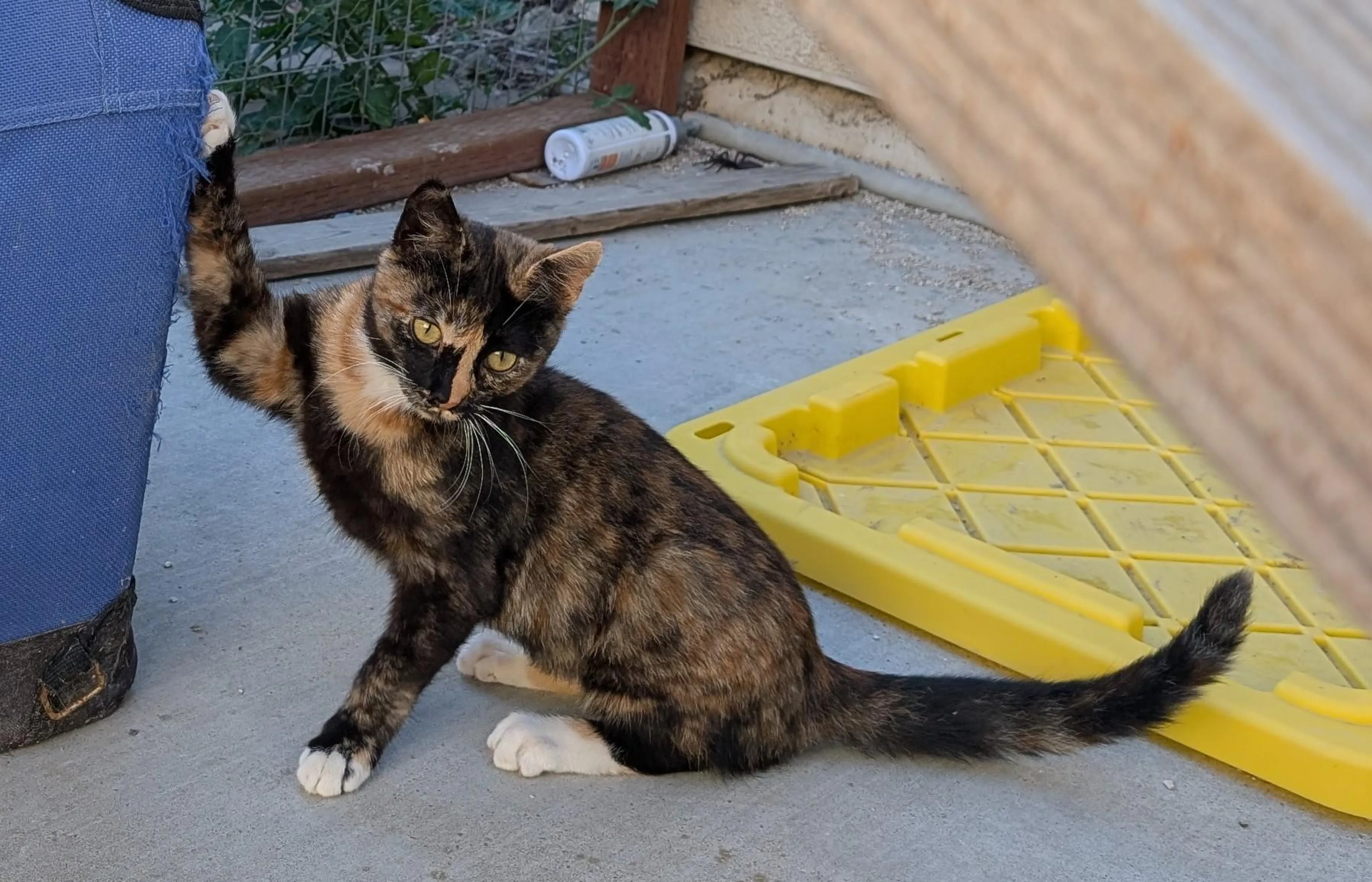 Found pet-2