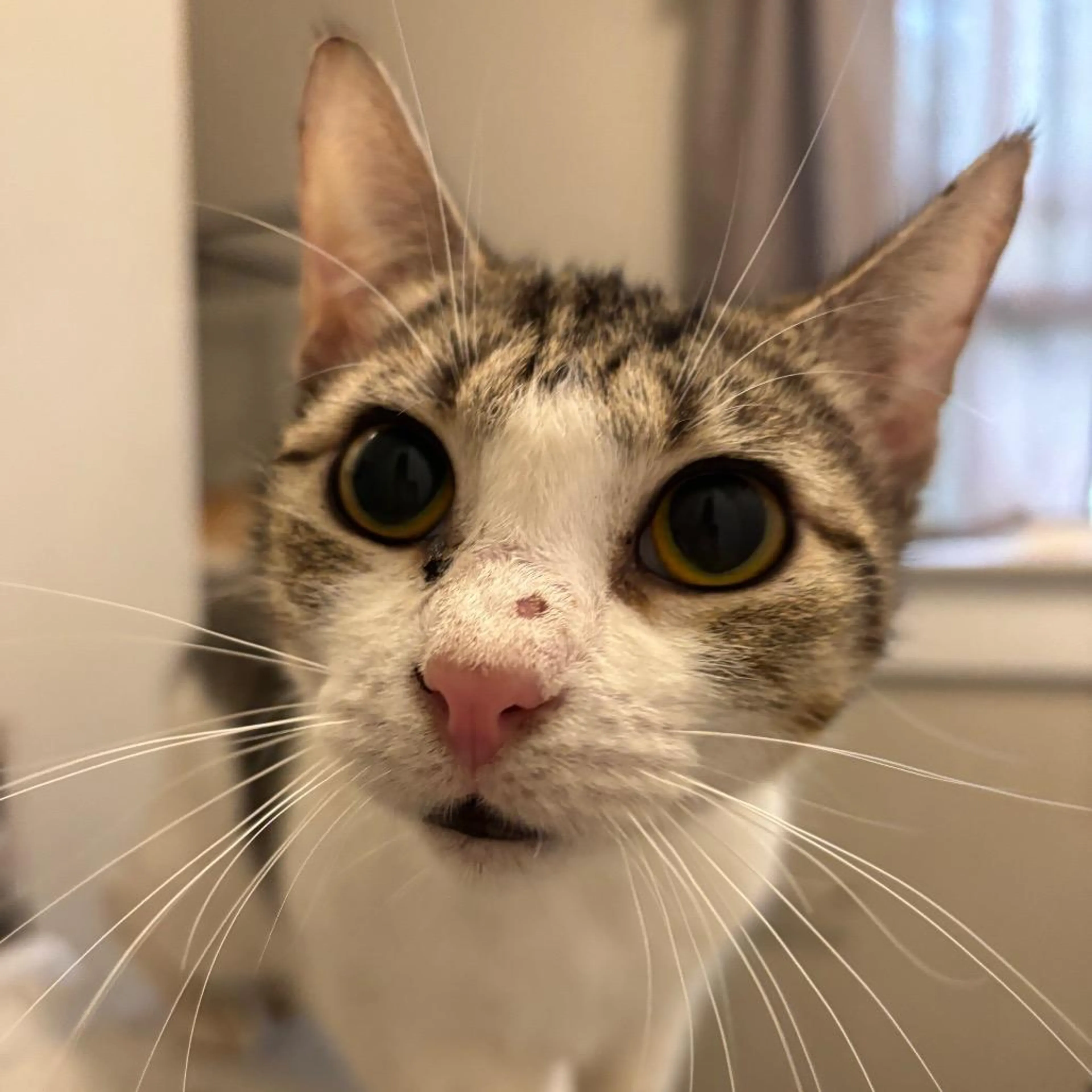 Found pet