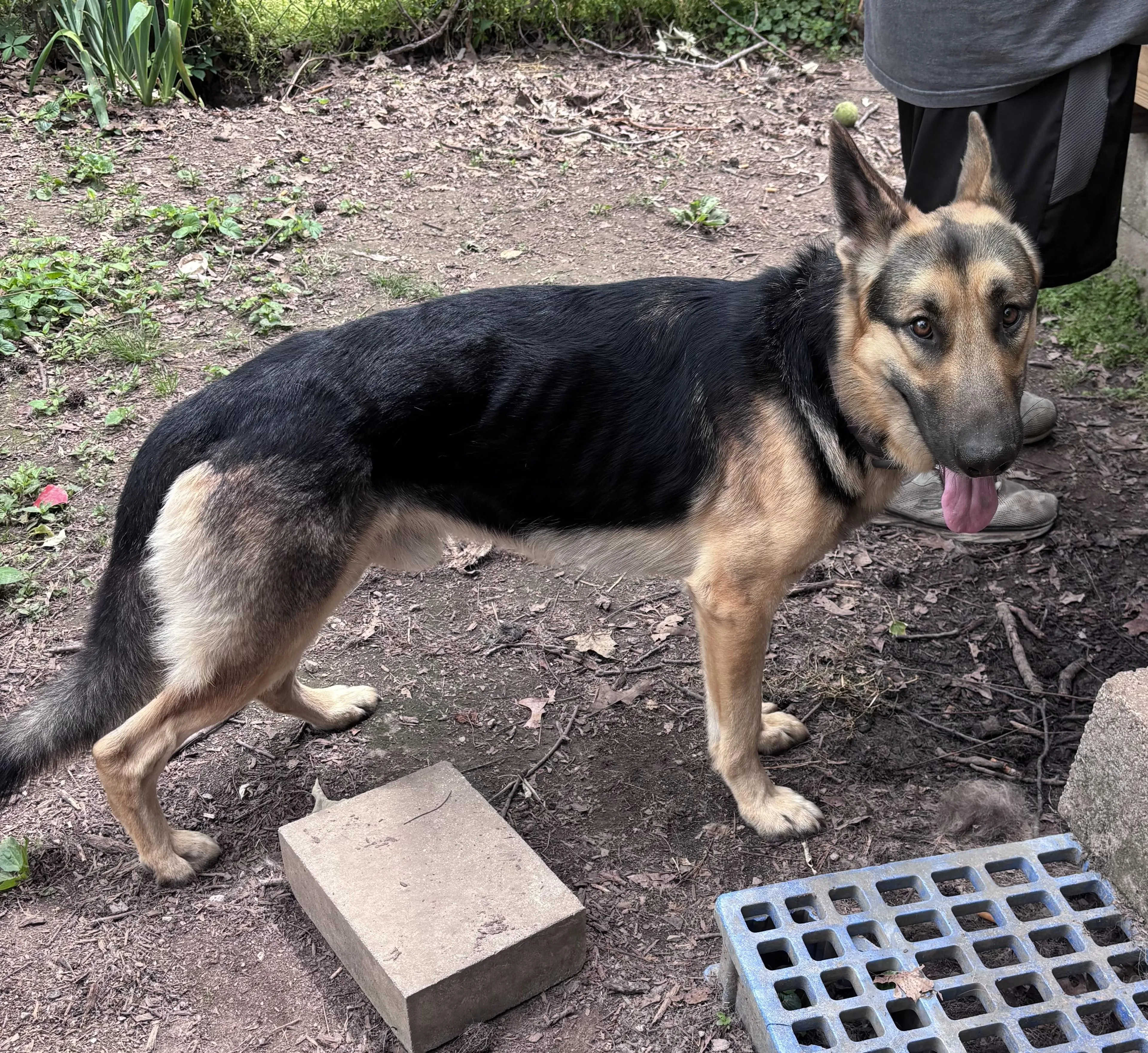 Found pet-0
