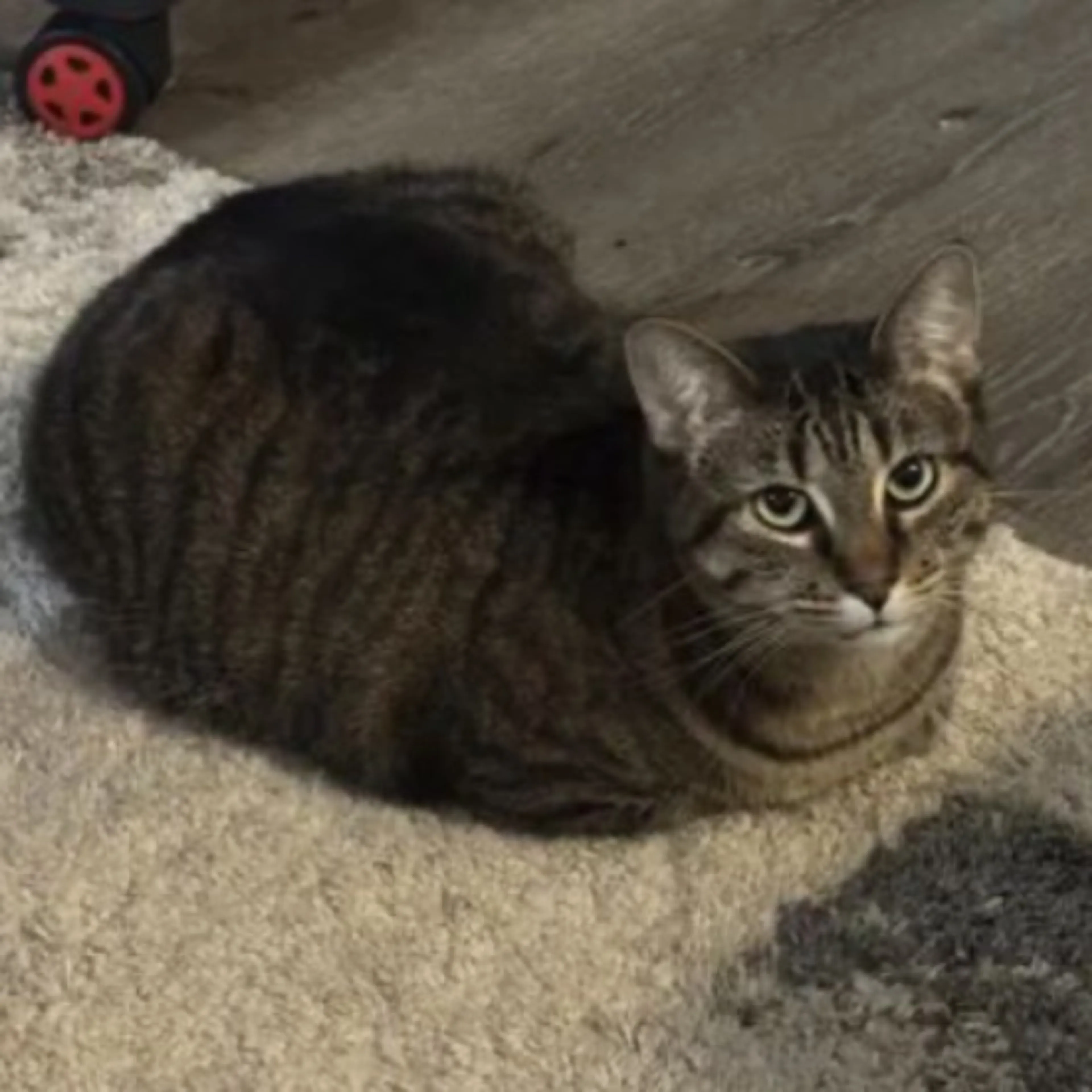 Lost pet