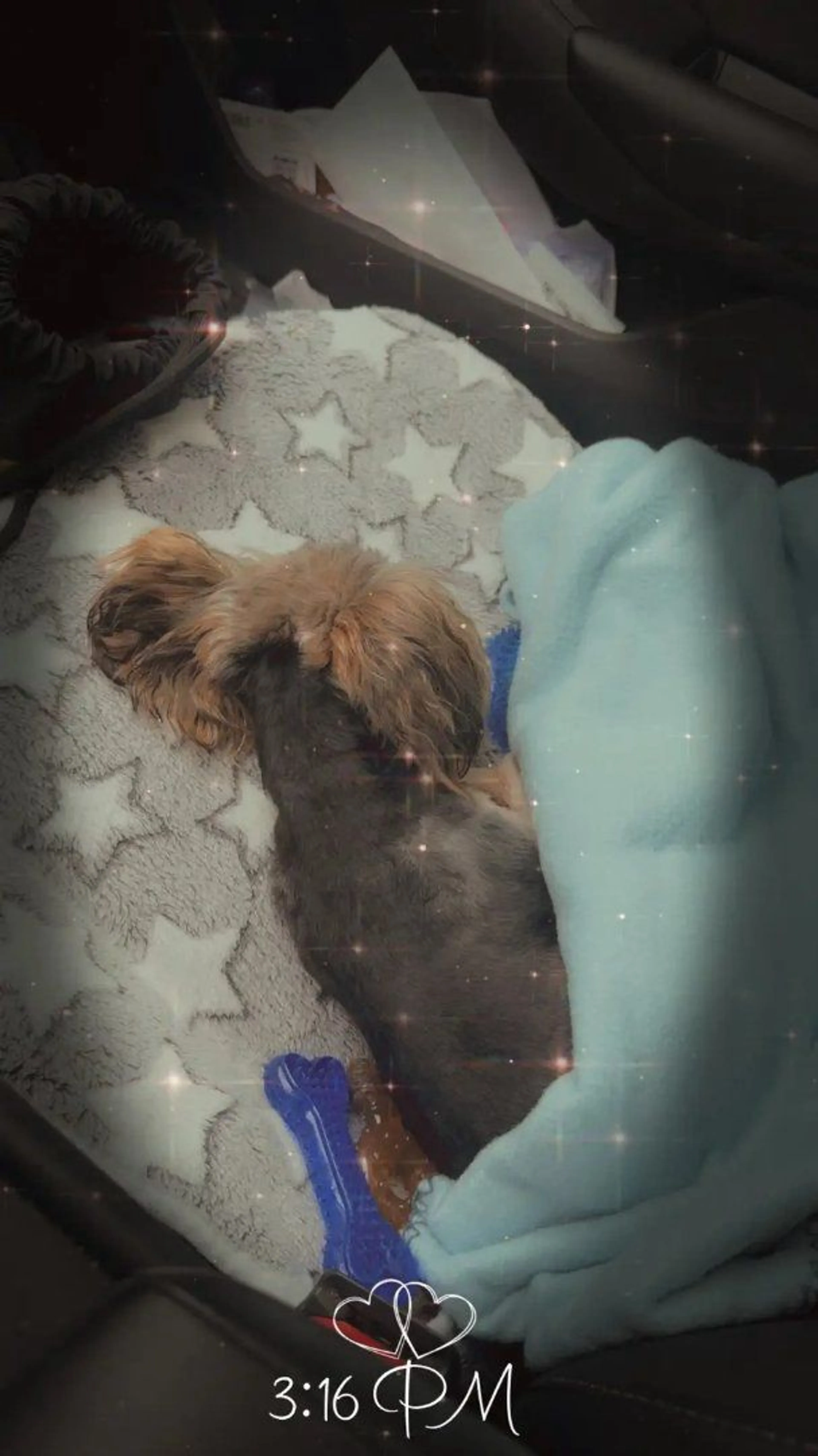Lost pet-0