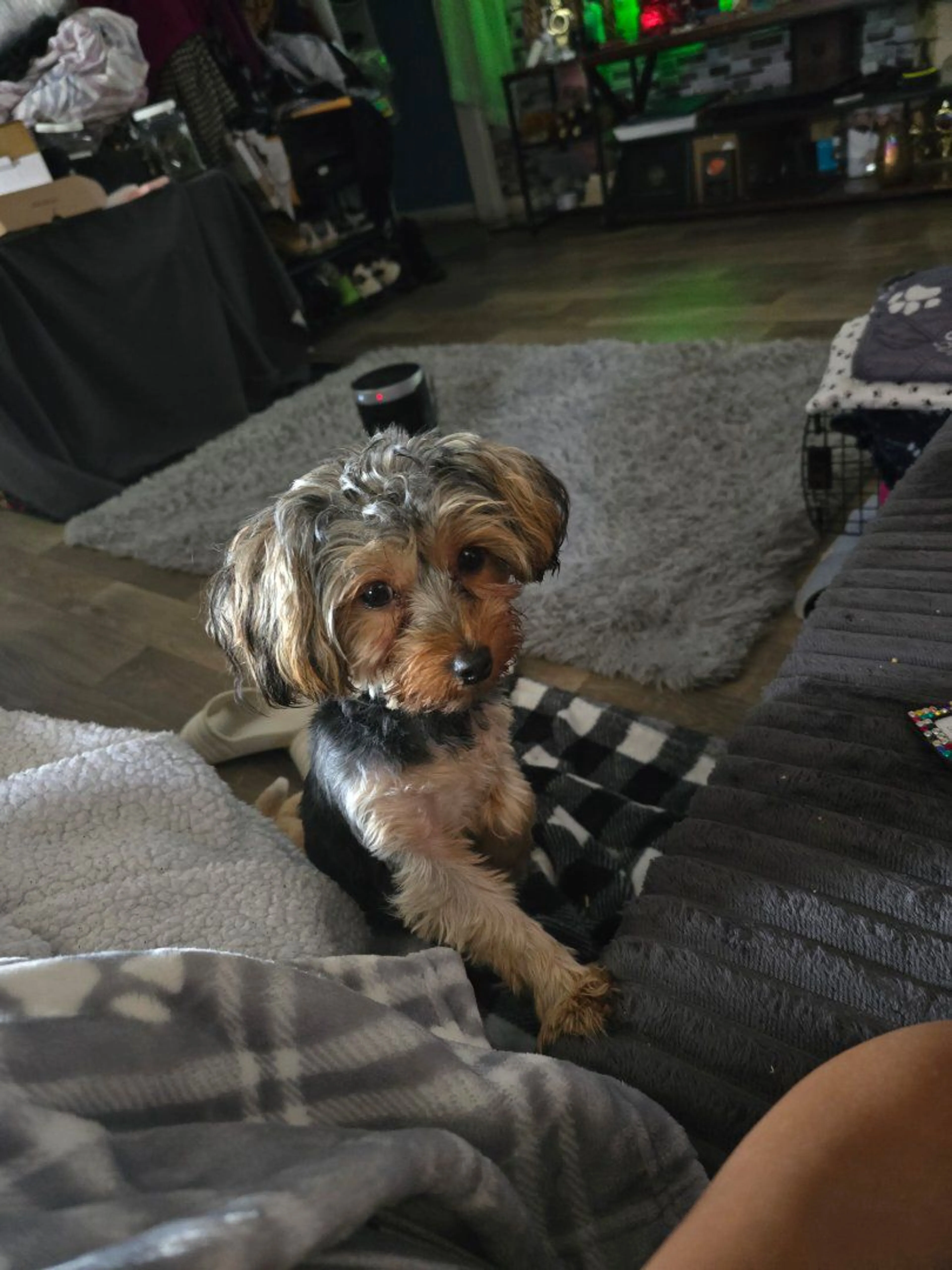 Lost pet-1
