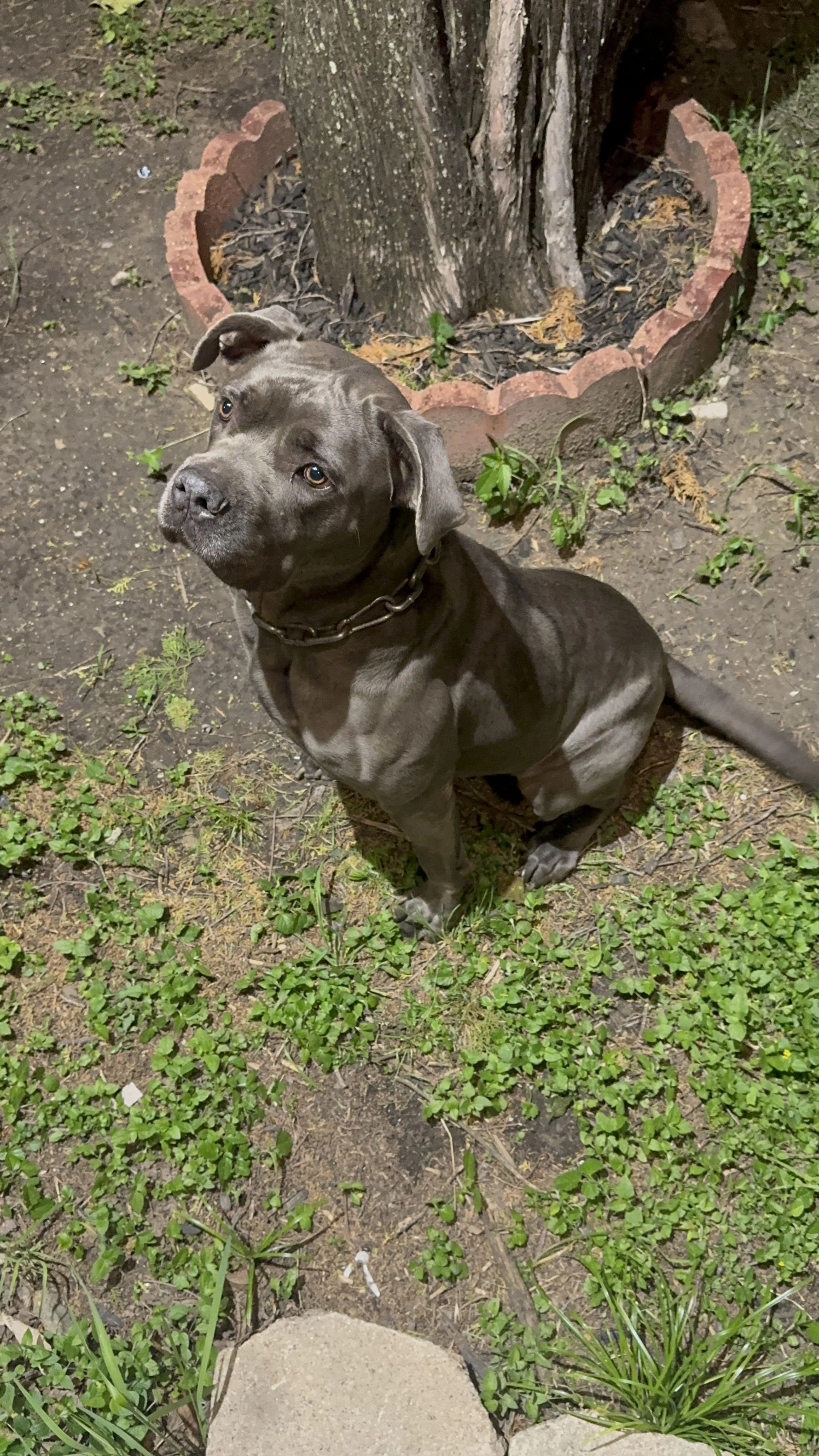 Lost pet-0