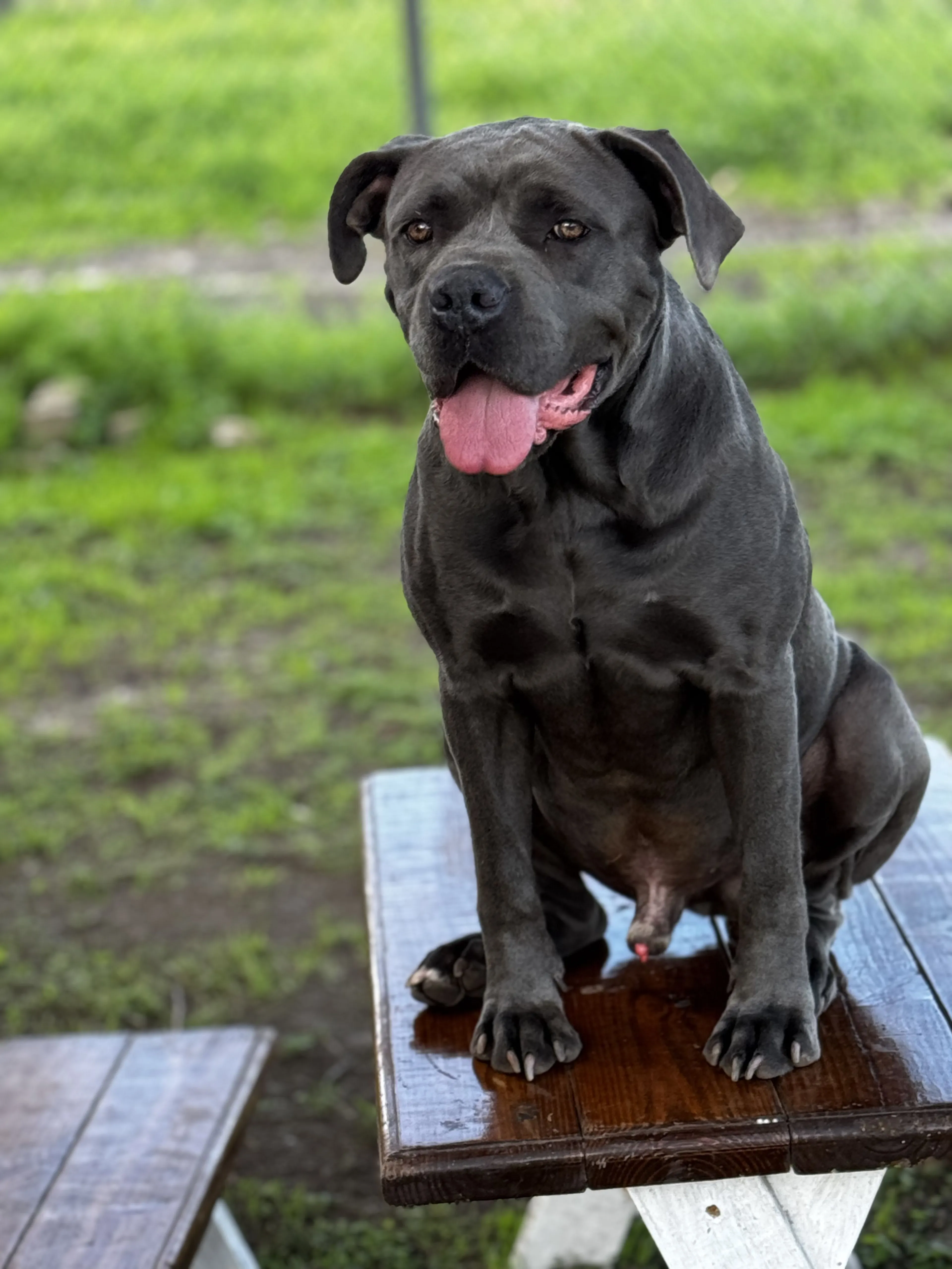 Lost pet-1