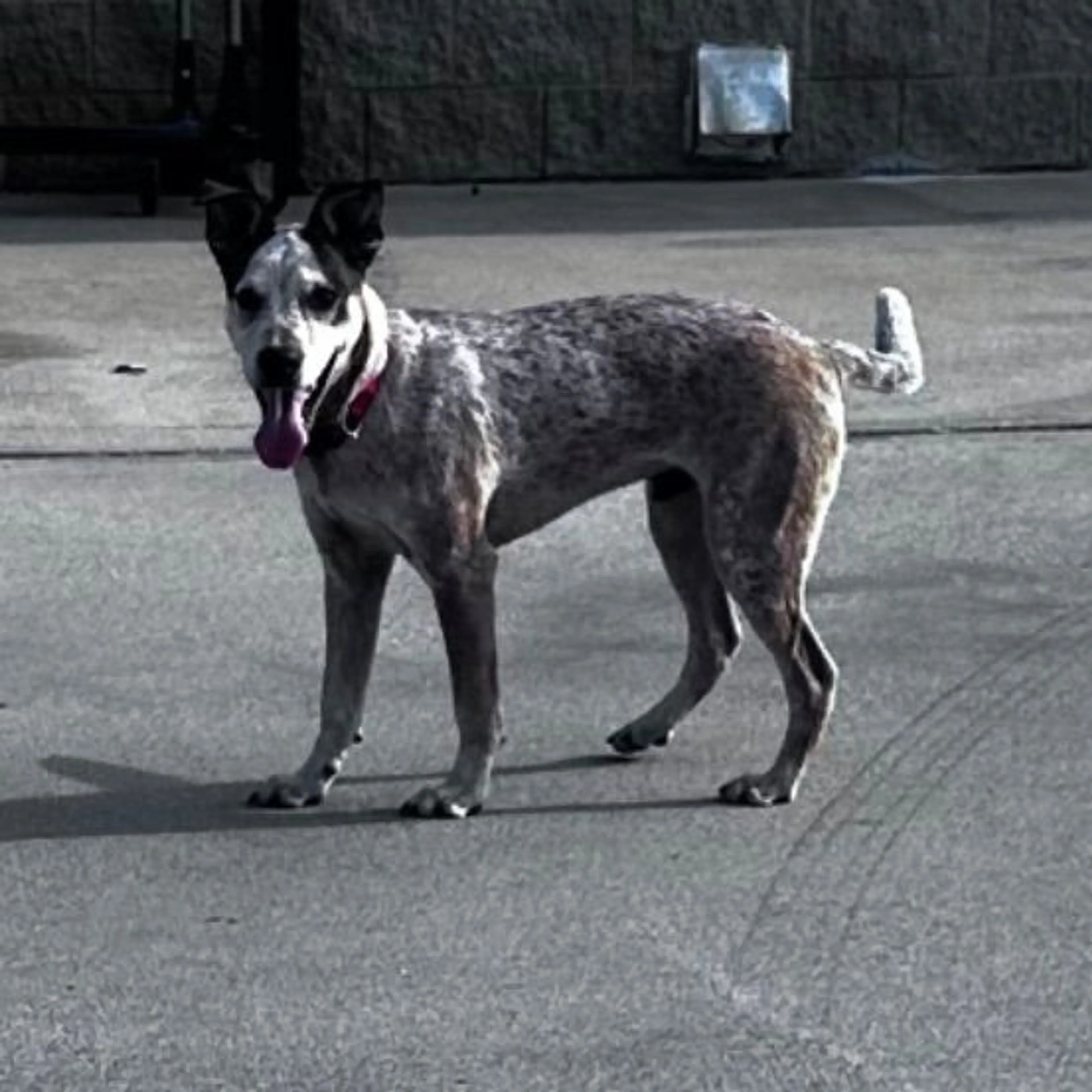 Found pet