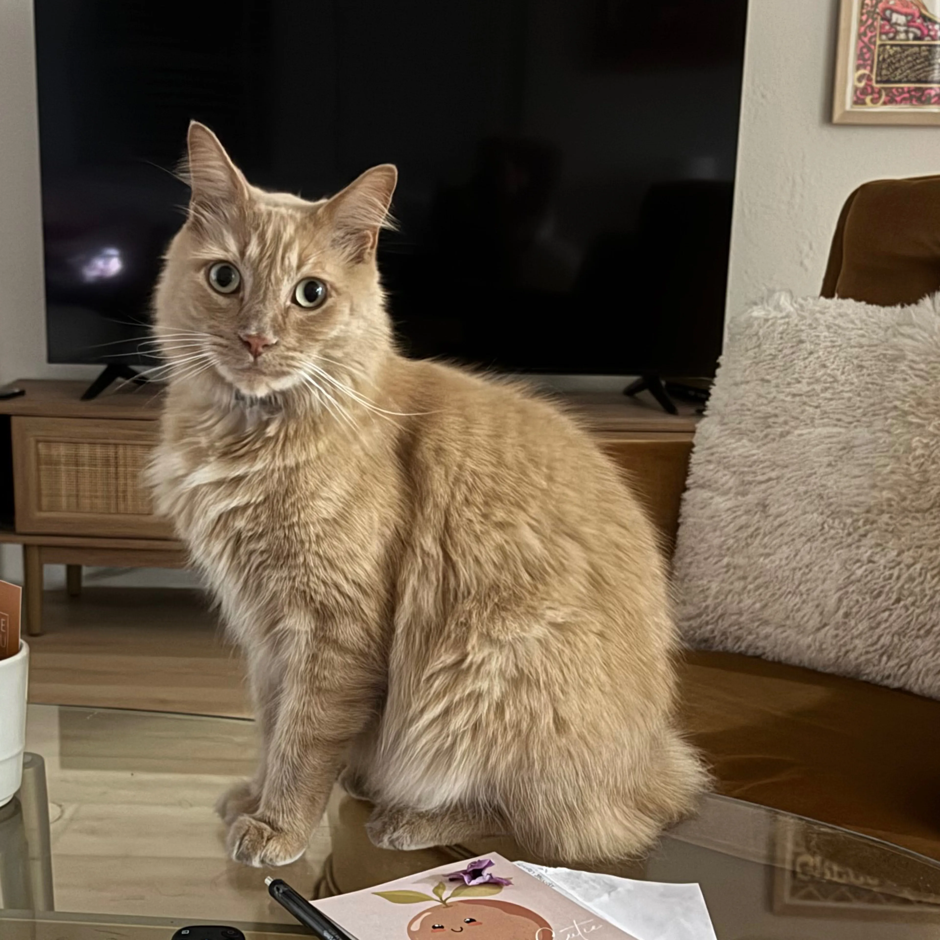 Lost pet-1