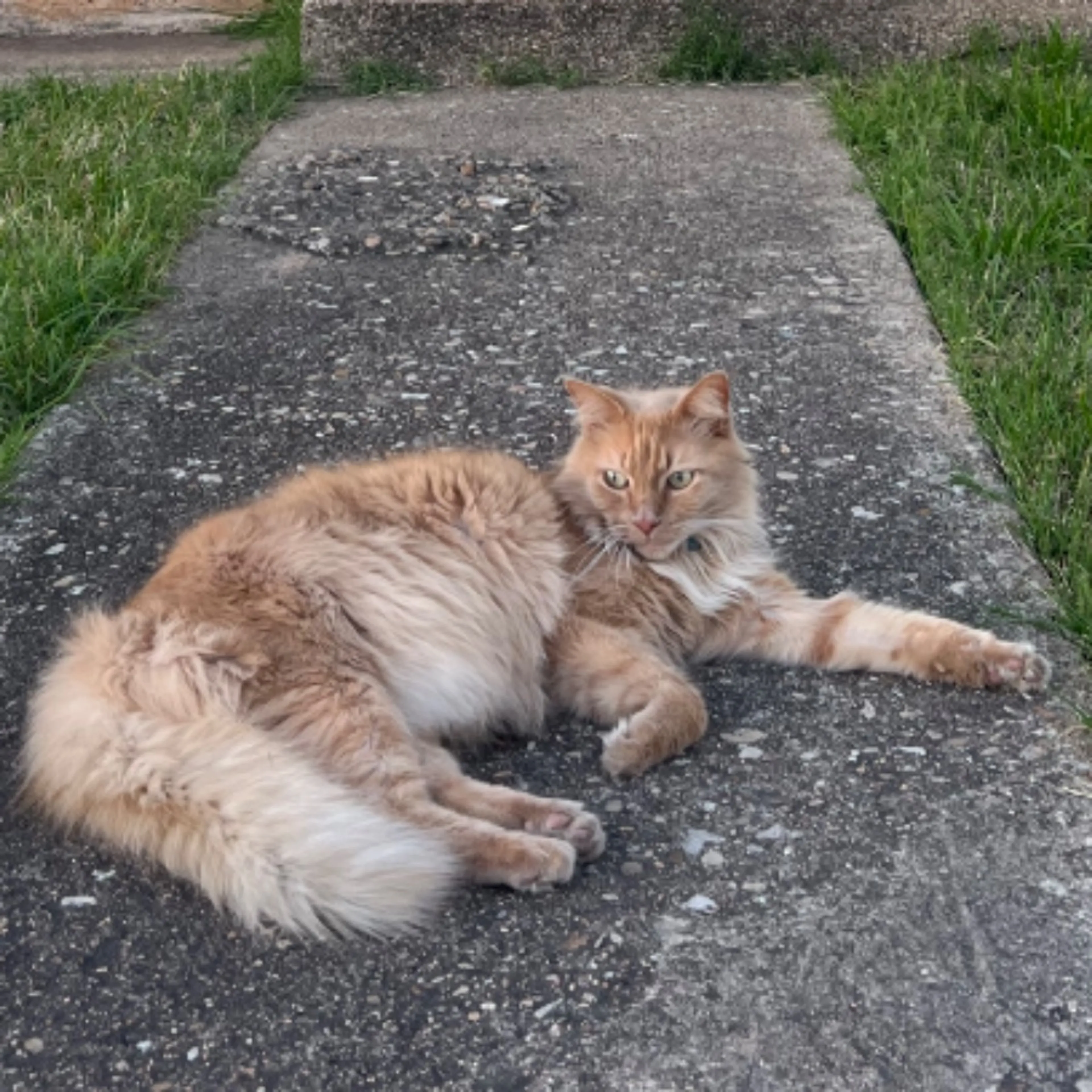 Lost pet-0
