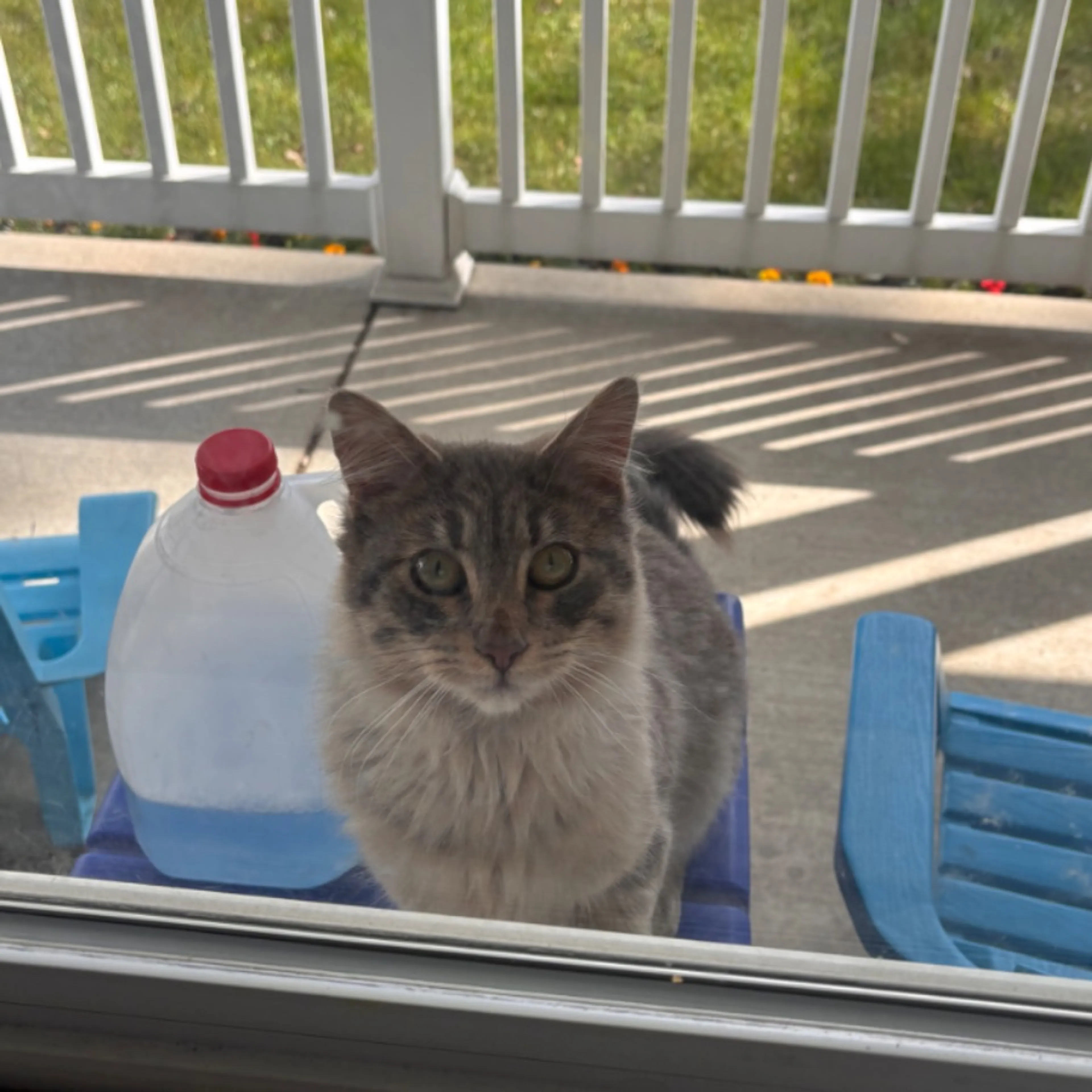 Found pet
