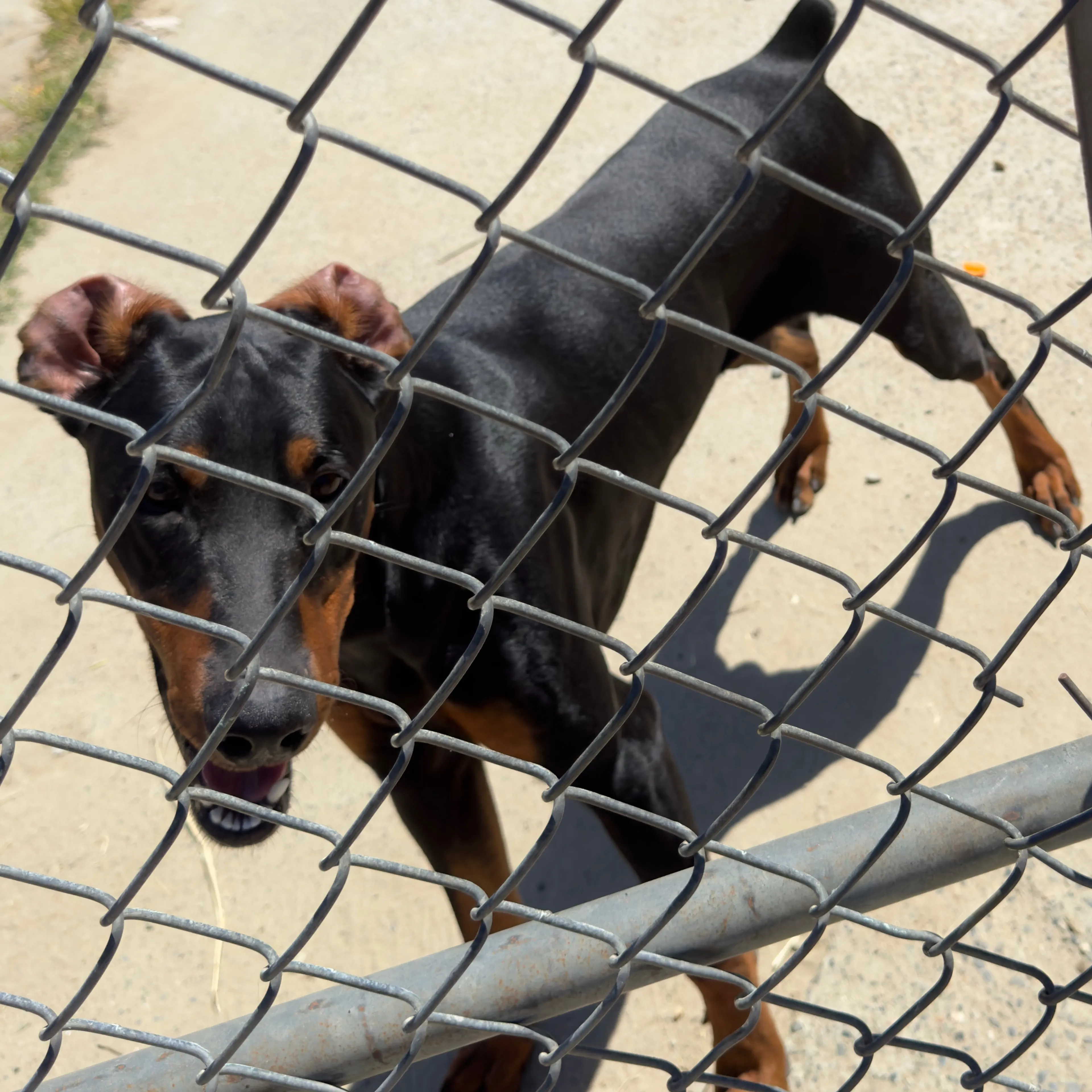 Lost pet-1