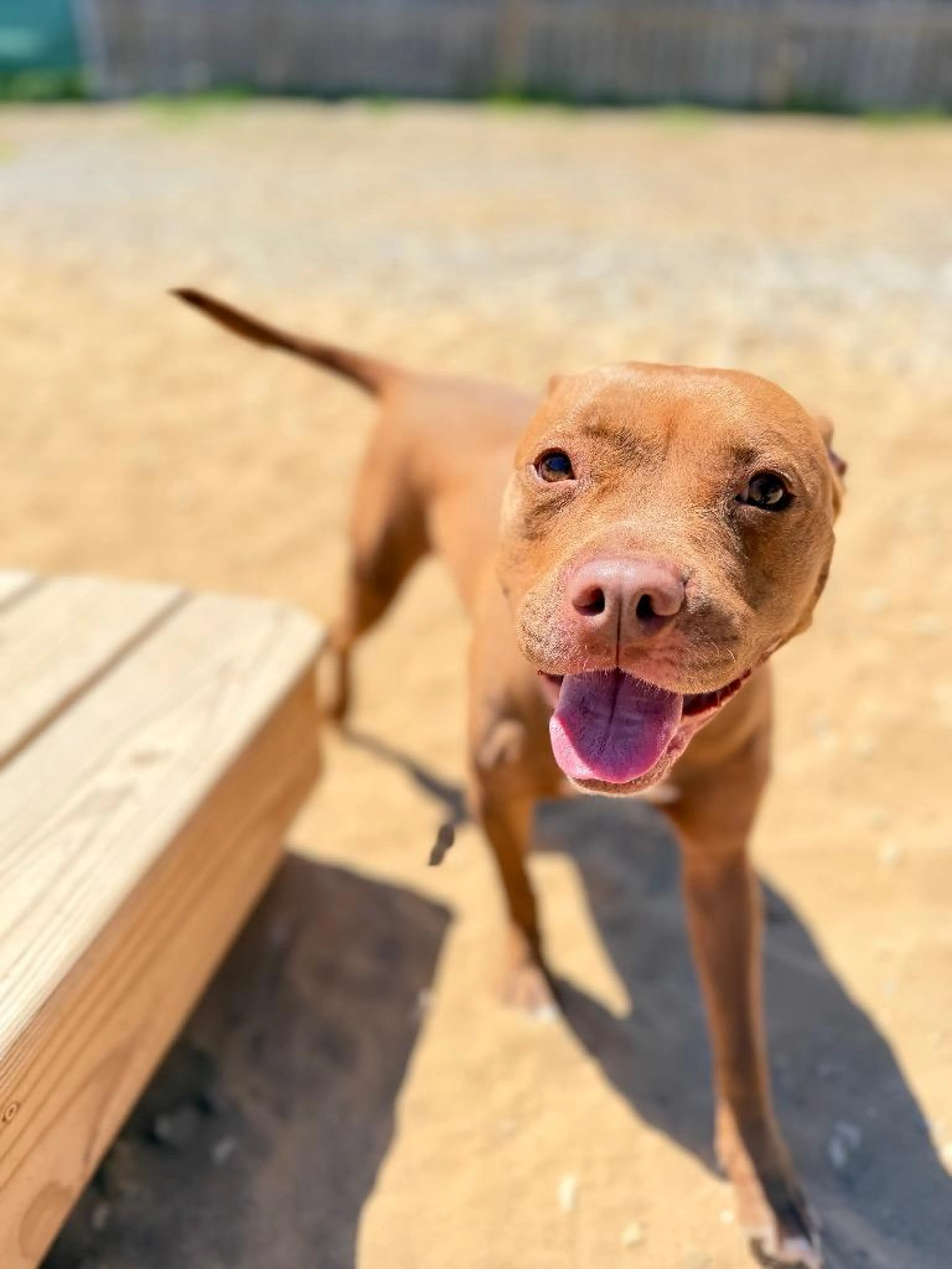 cdn image