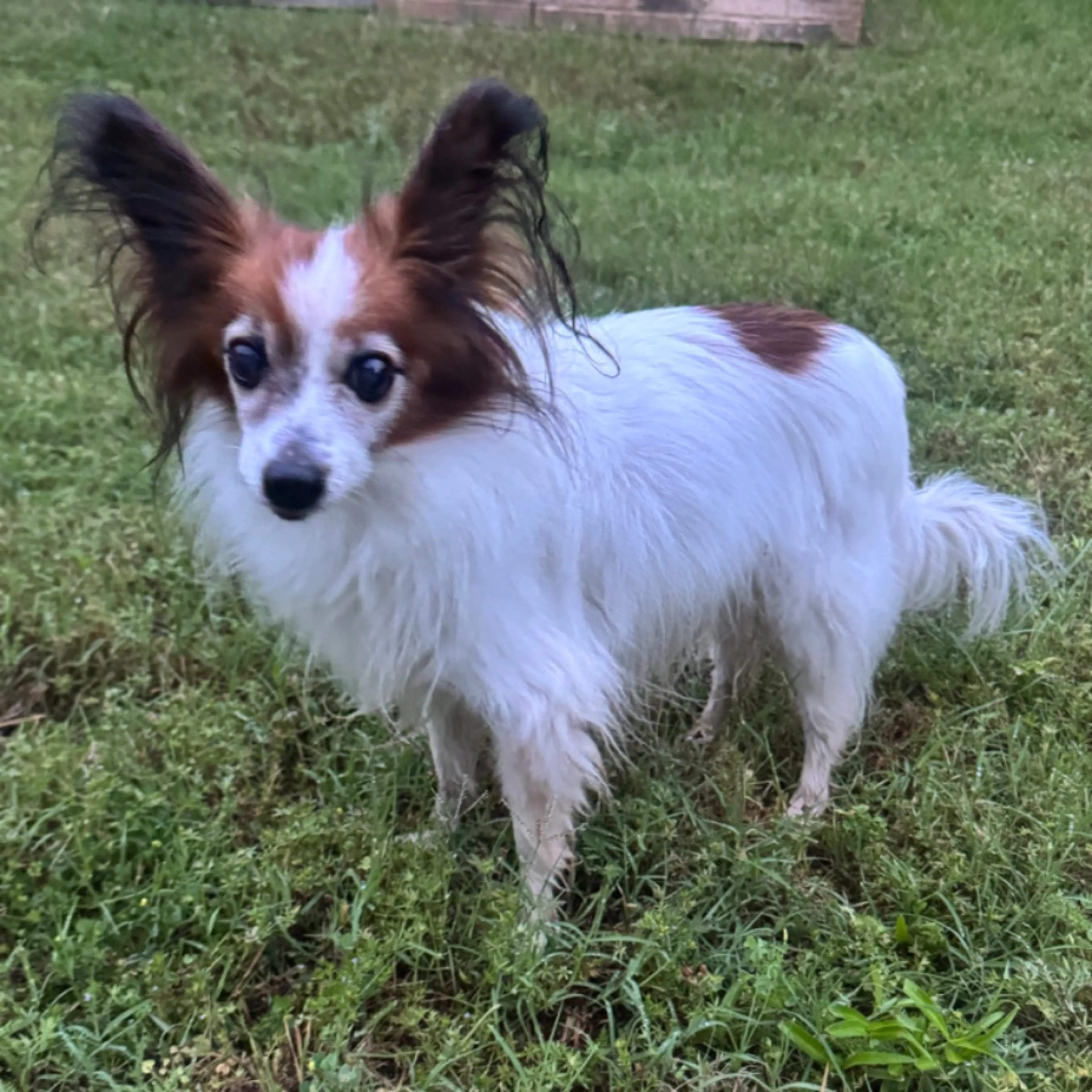 Found pet