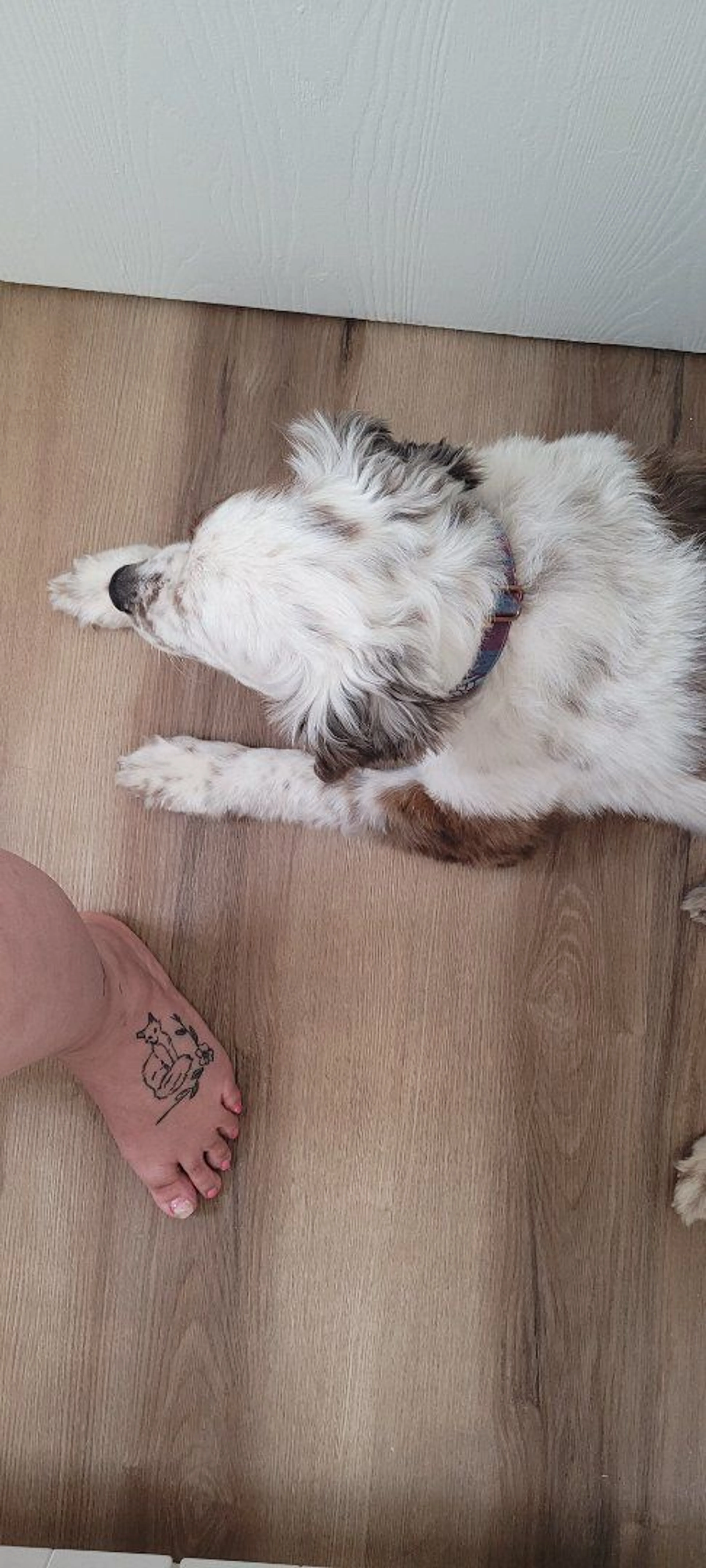 Lost pet-1
