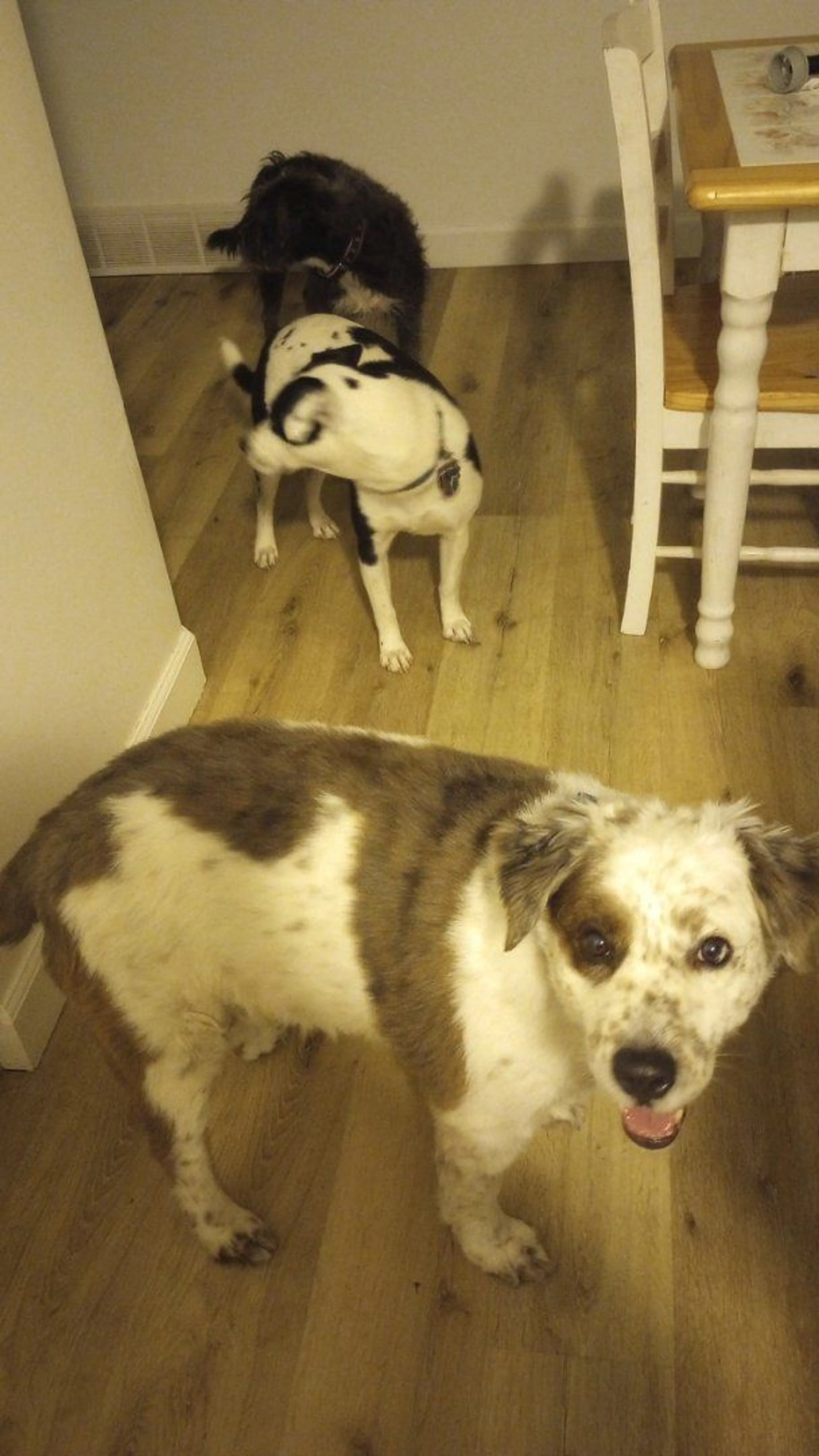 Lost pet-4