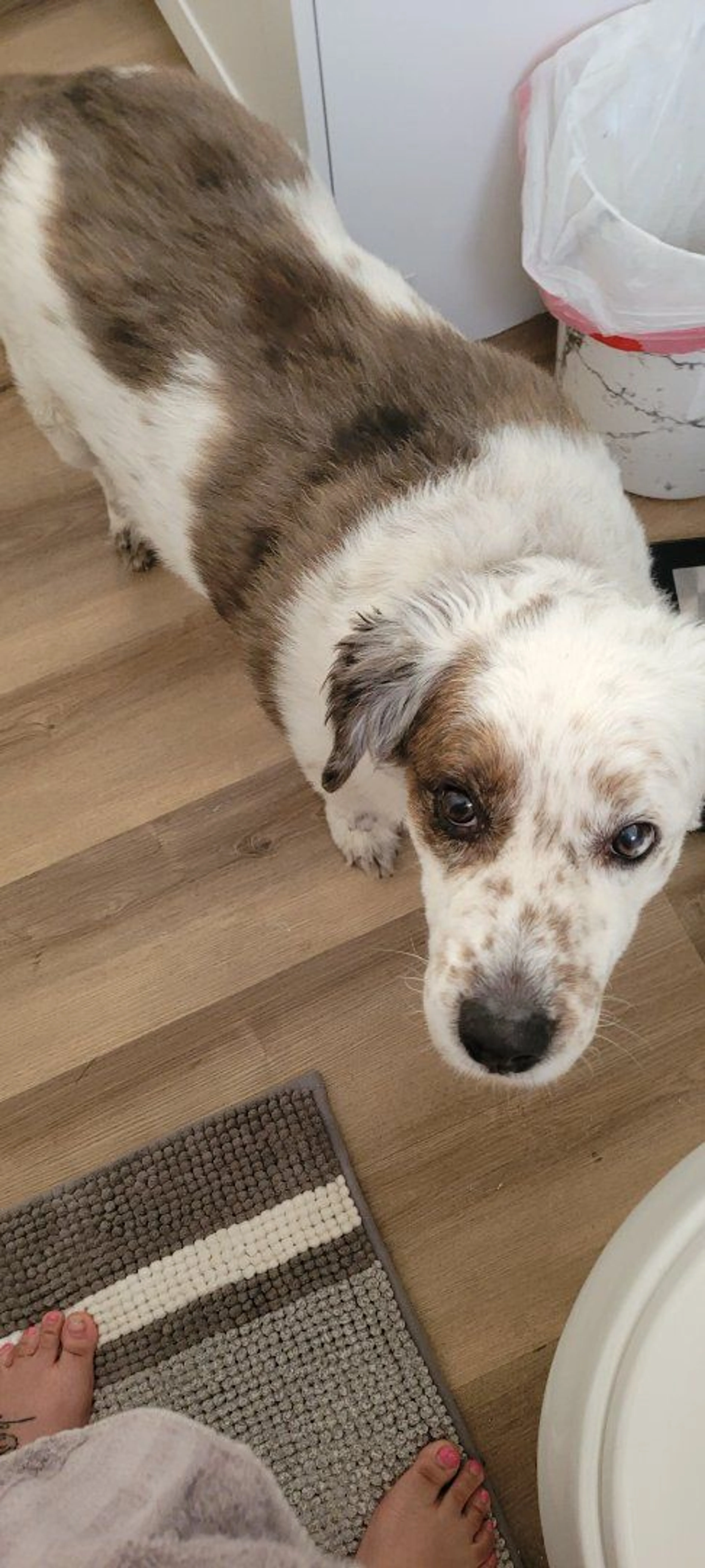 Lost pet-0