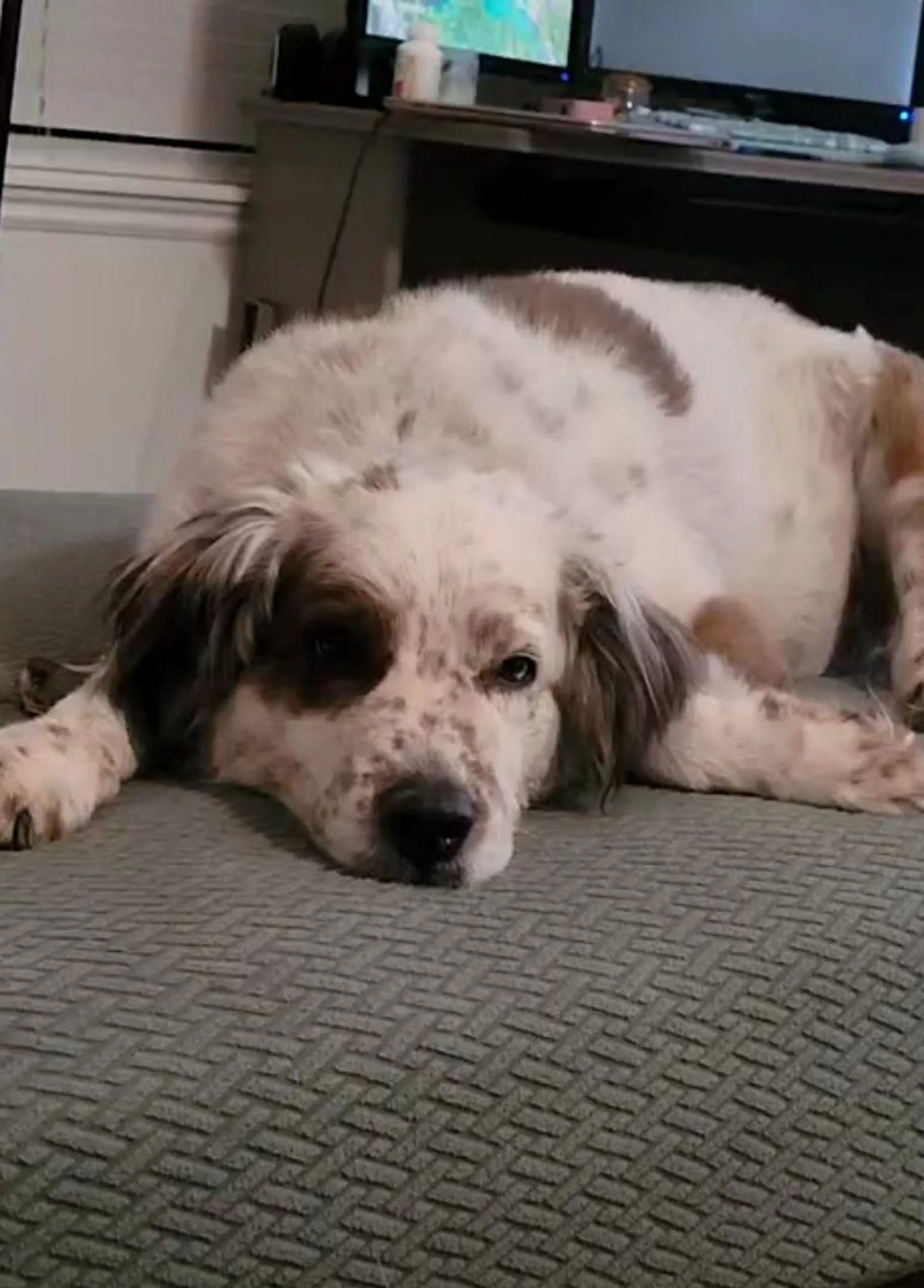 Lost pet-2