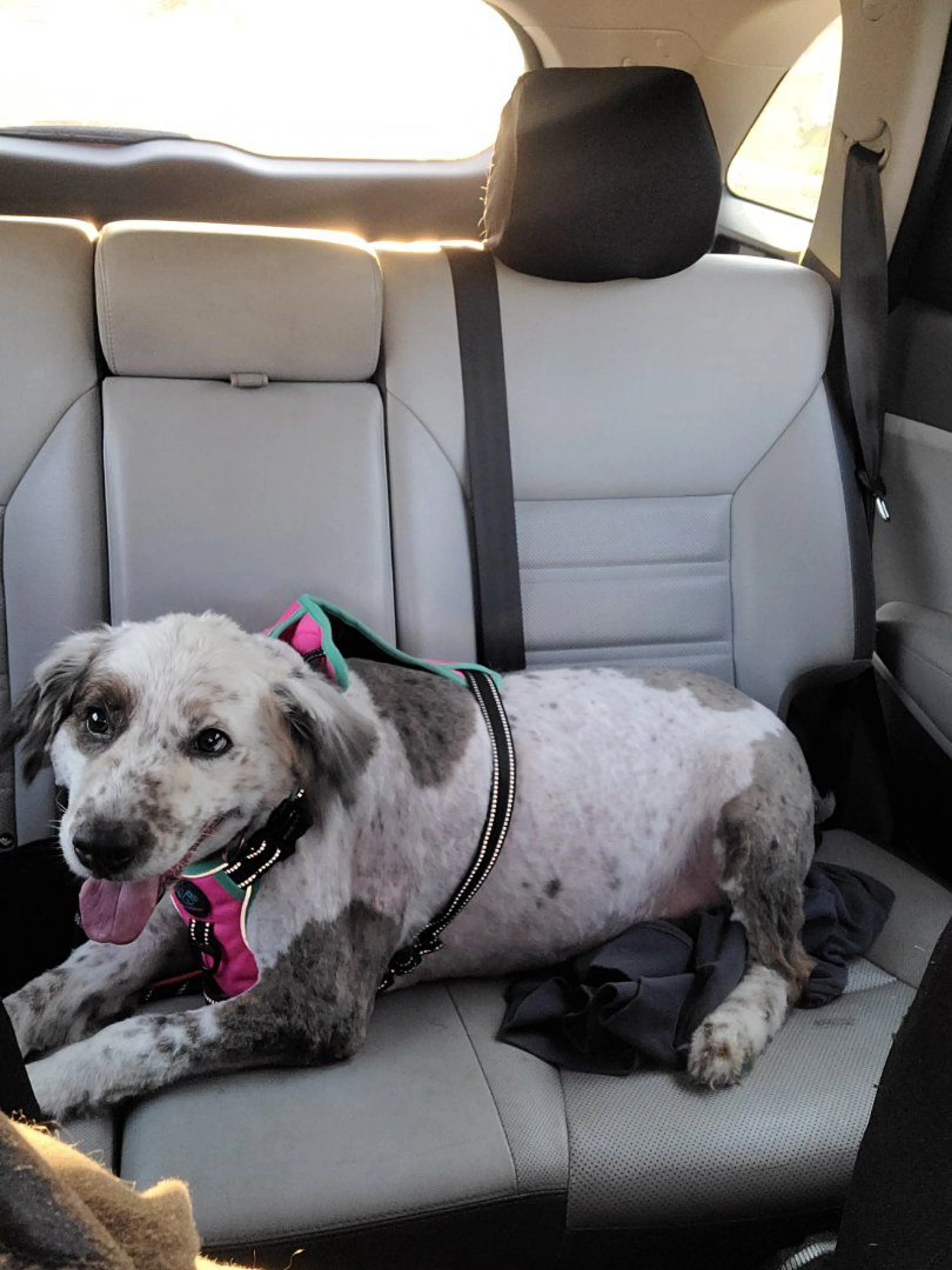 Lost pet-3