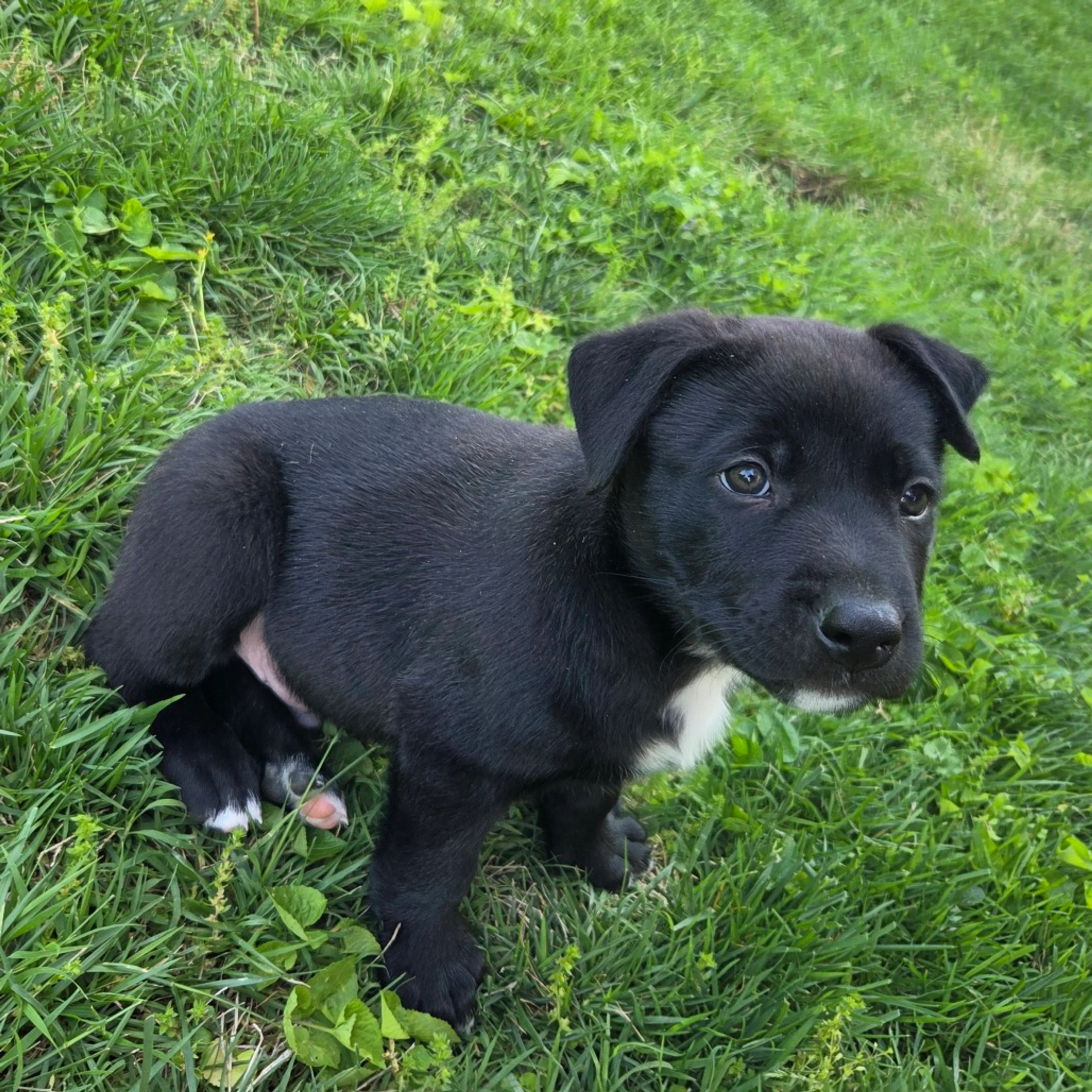 Found pet-1