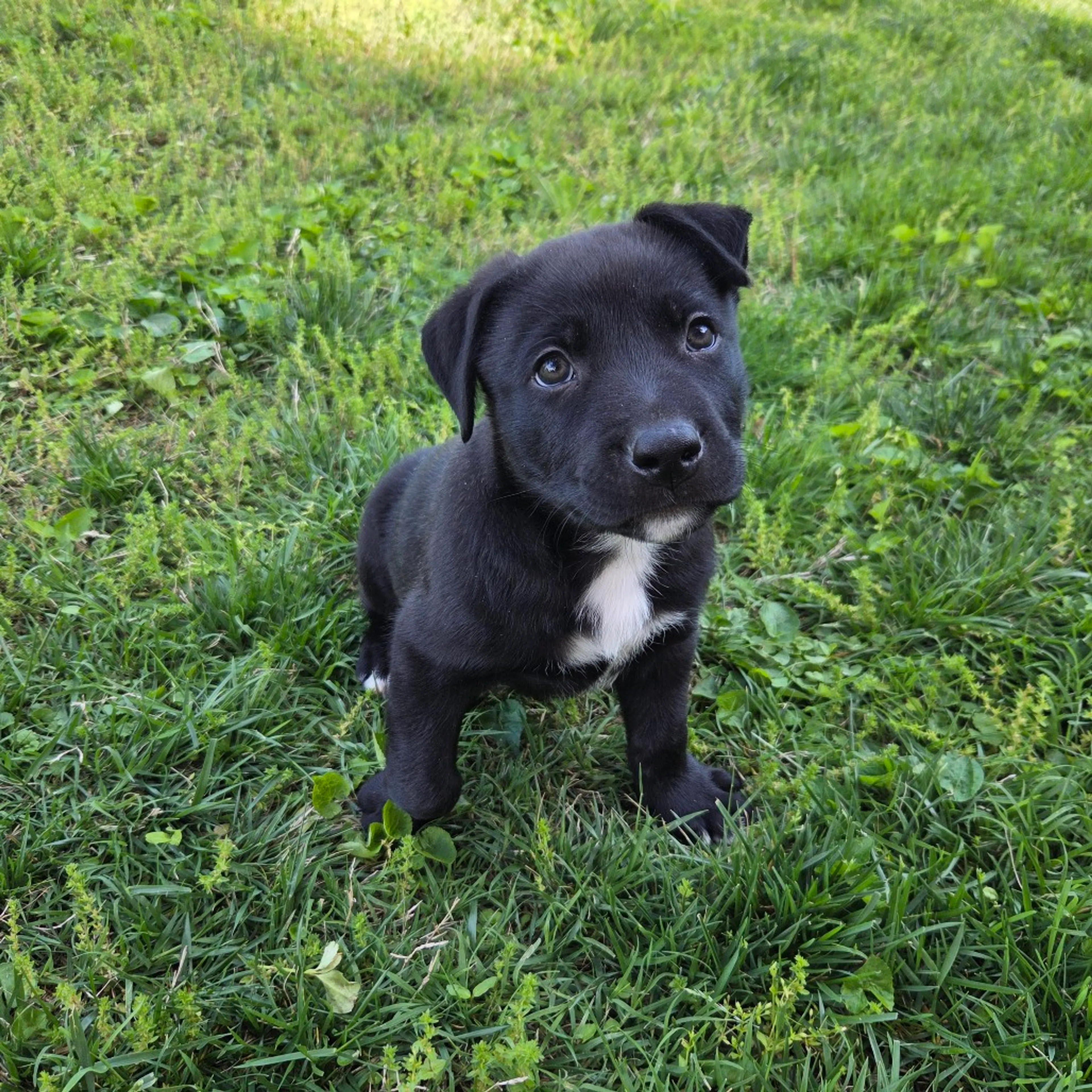 Found pet-2